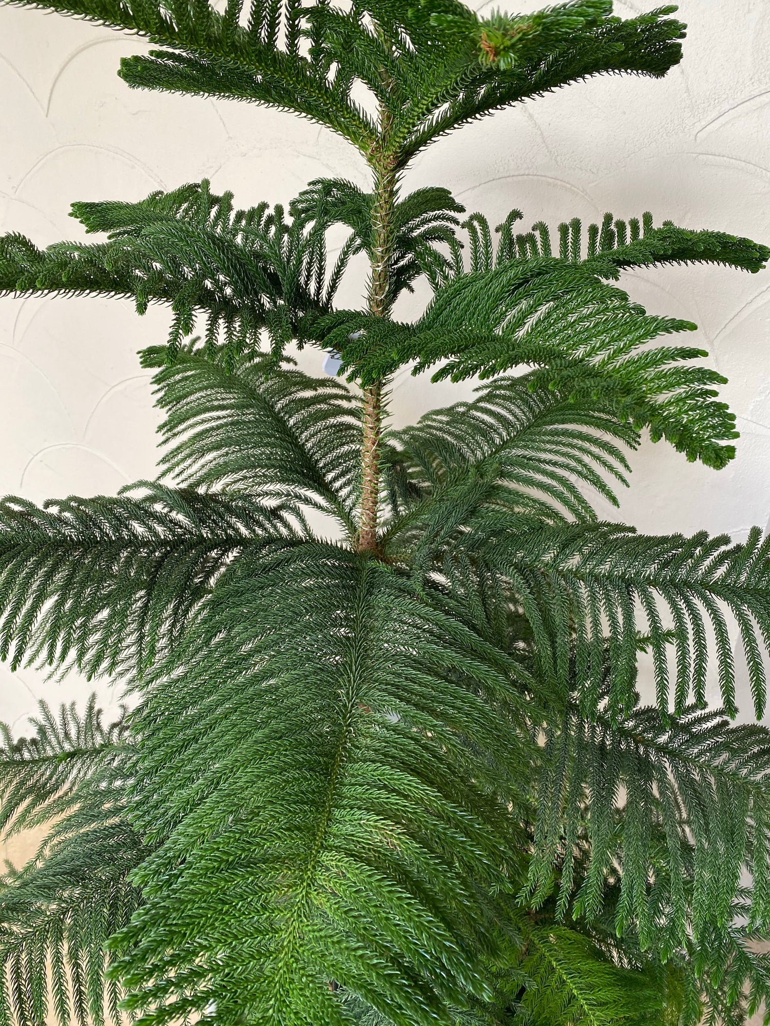 Norfolk Island pine Multi Stem, Christmas Tree