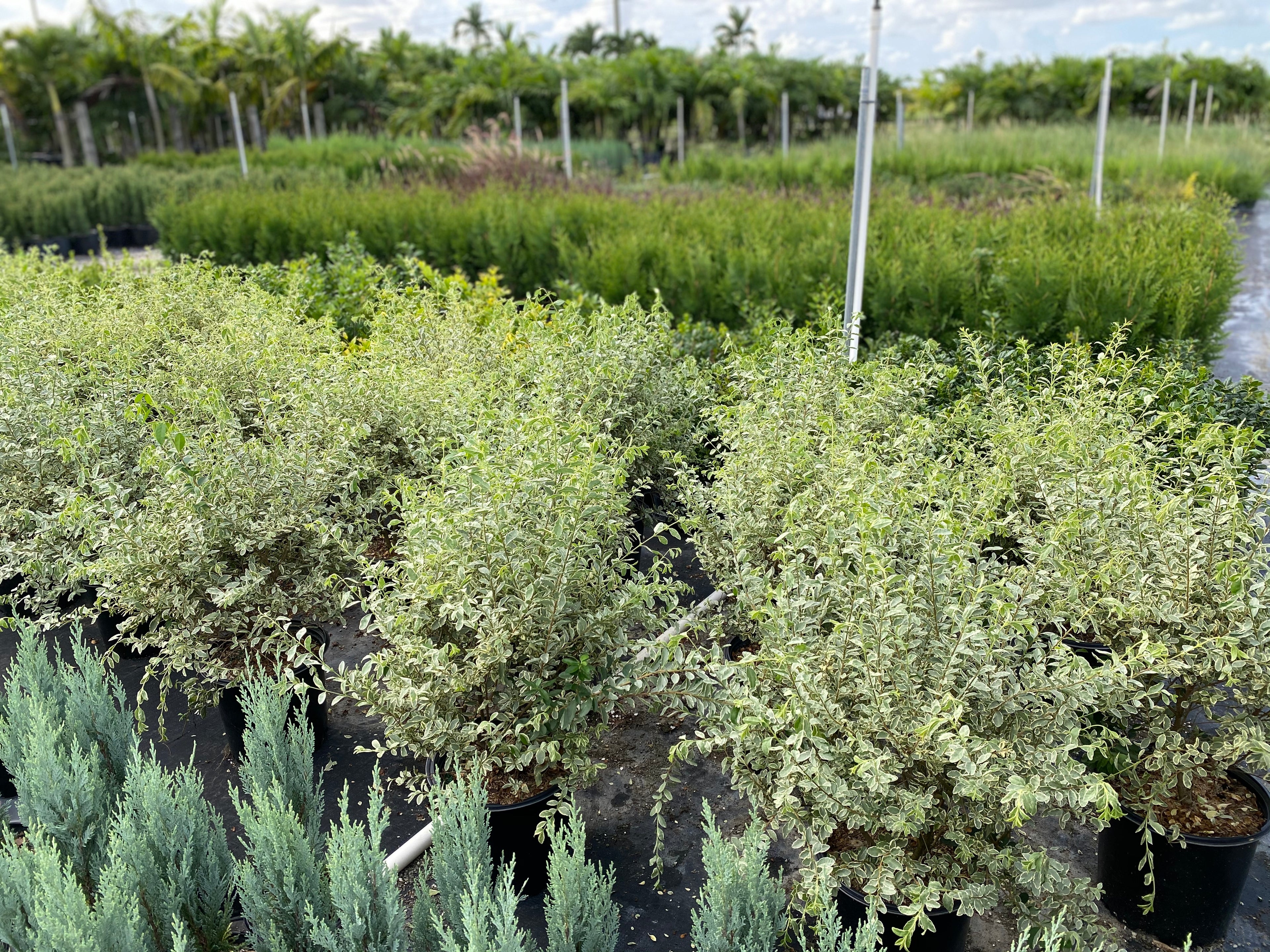 upper view of Ligustrum Sinense Variegated Privet Tree