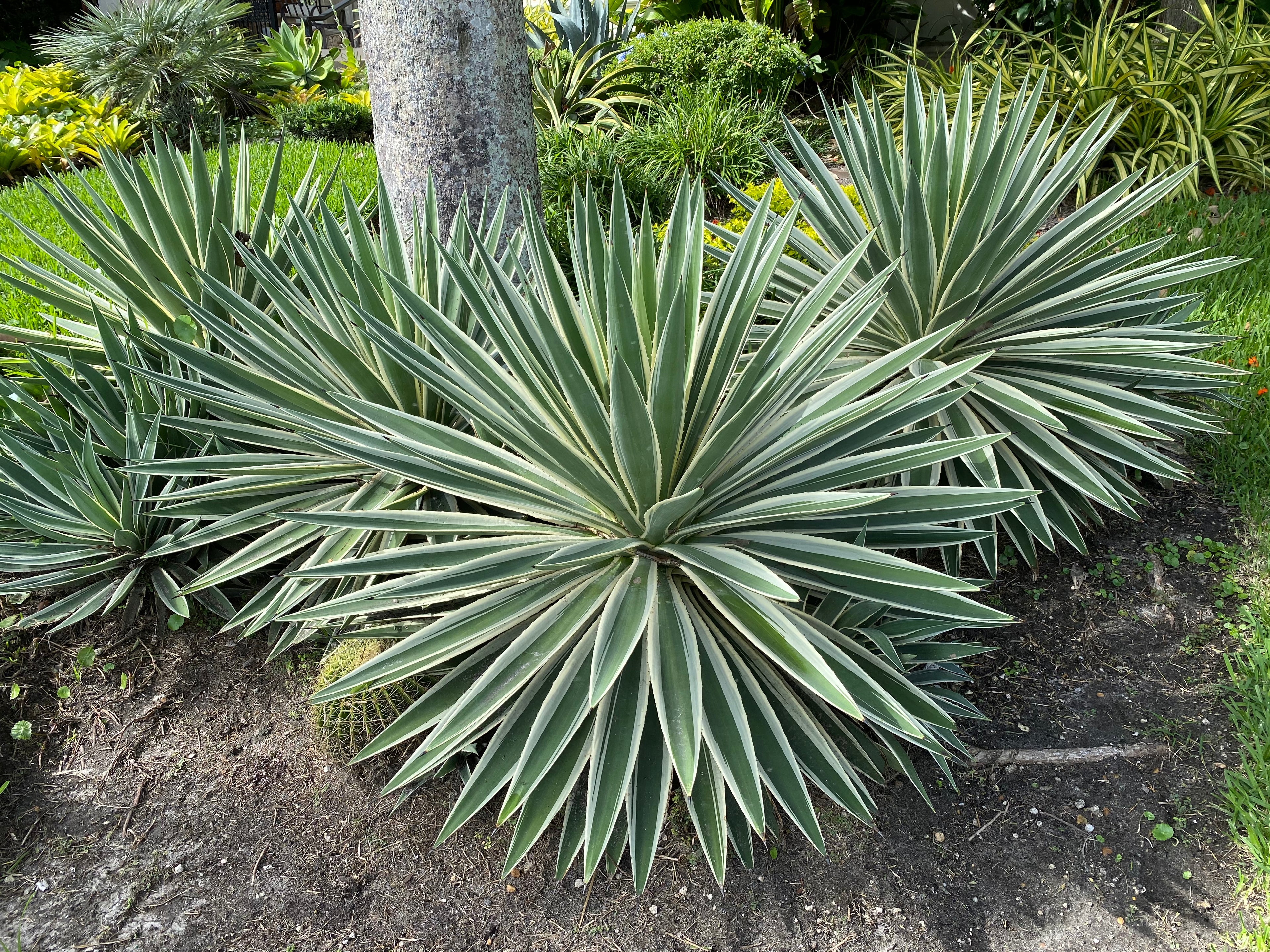 Agave Angustifolia, Caribbean Agave