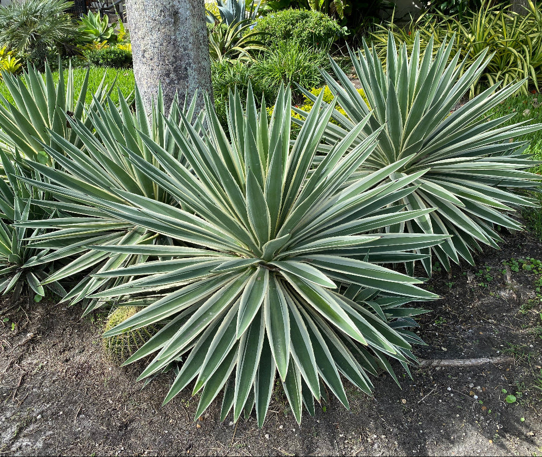 Agave Angustifolia, Caribbean Agave A variegated Agave plant with light green leaves with white edges, forming a compact globe shape, situated in a landscape with other succulents.