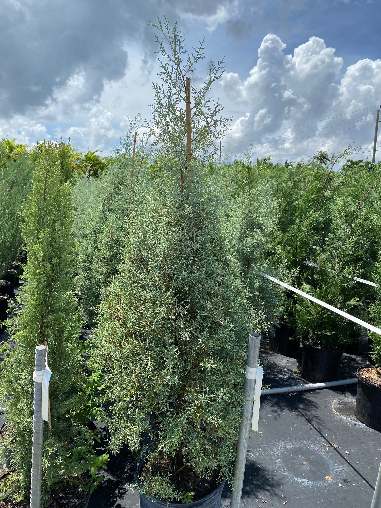 Topiary Cone Carolina Sapphire