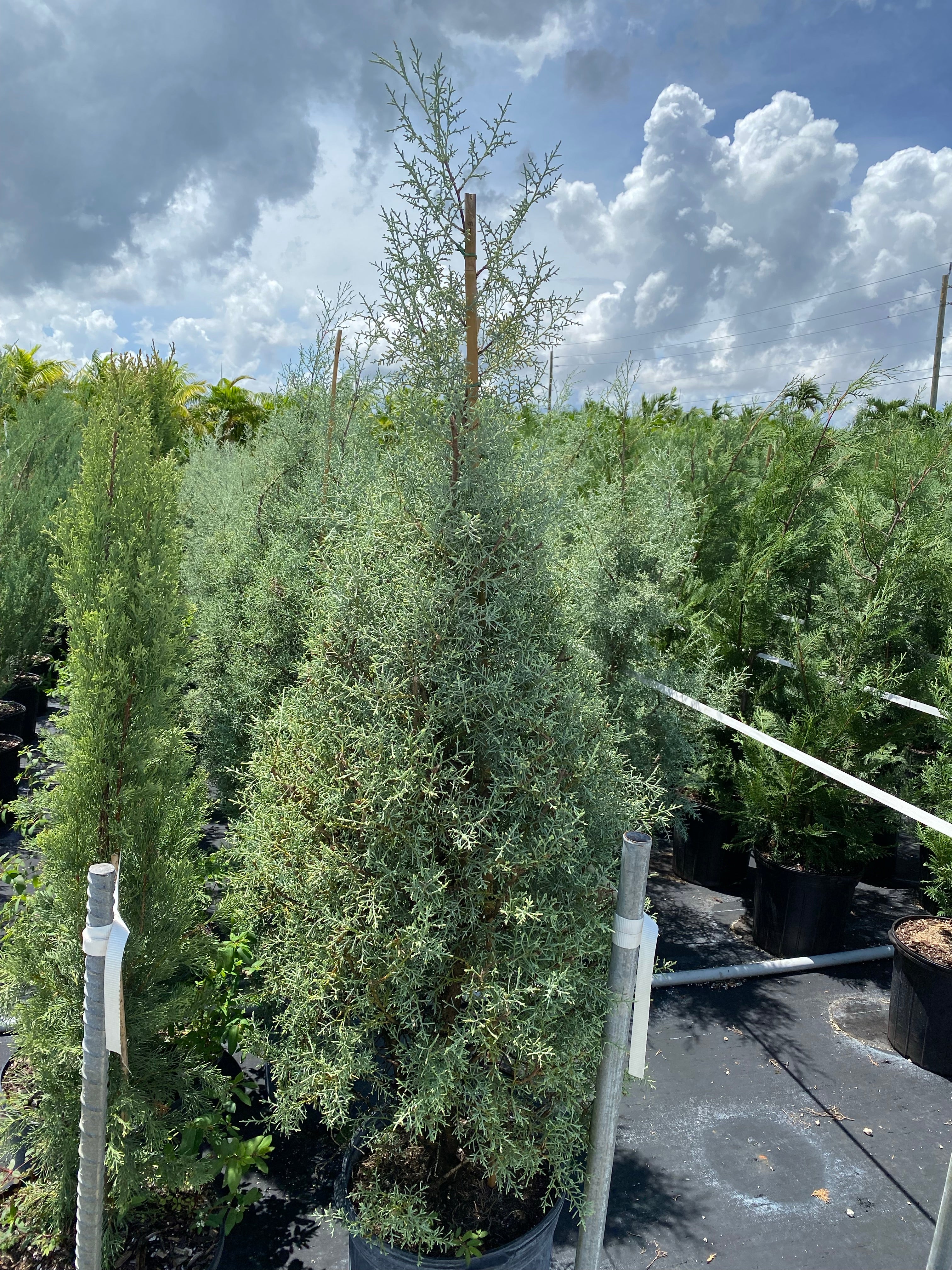 Topiary Cone Carolina Sapphire