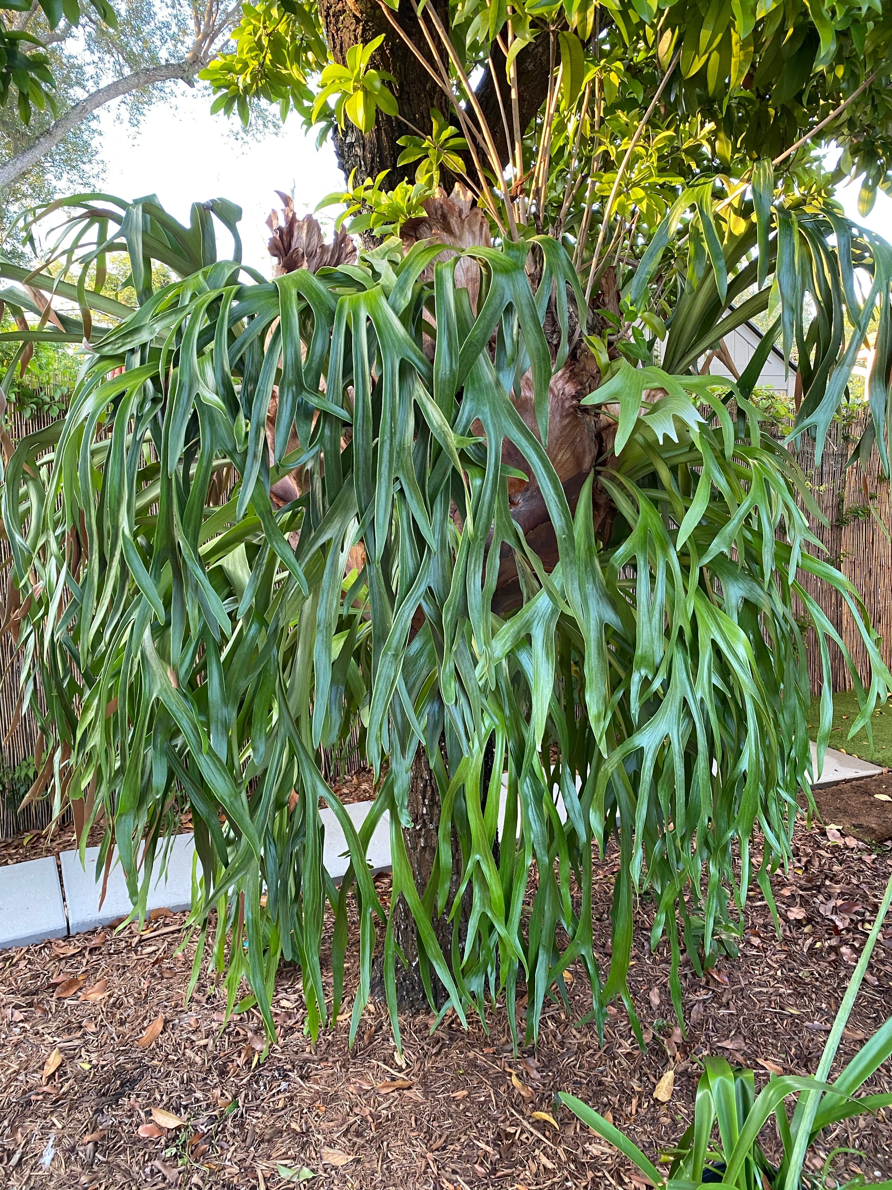 Staghorn Fern Silver Elkhorn, Platycerium Veitchii