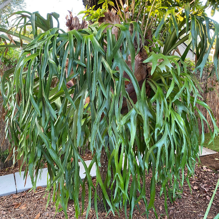 A large, mature Staghorn Fern with many long, cascading green fronds, growing outdoors on a tree trunk above a bed of brown mulch.