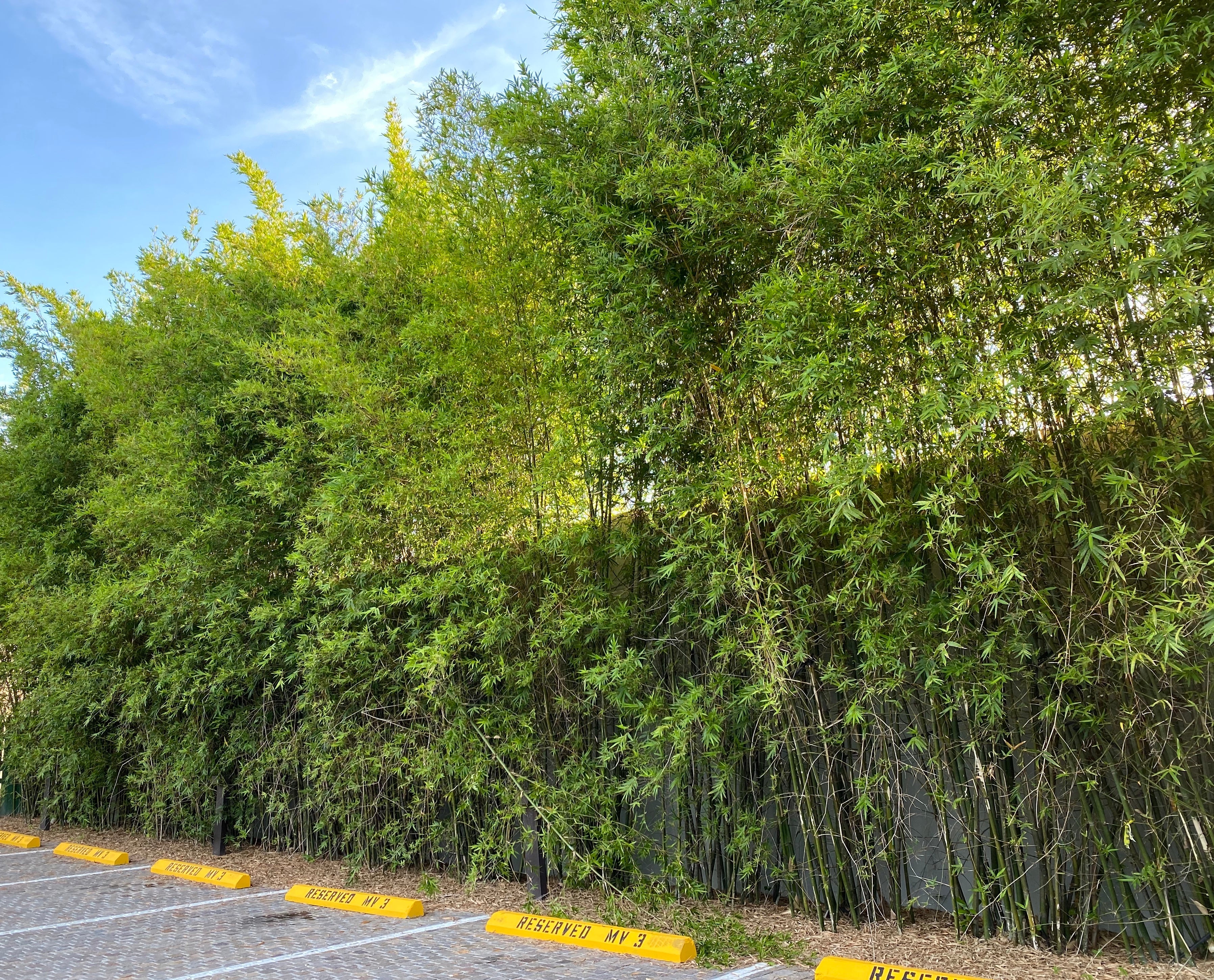 Black Bamboo Timor, Bambusa Lako  on road