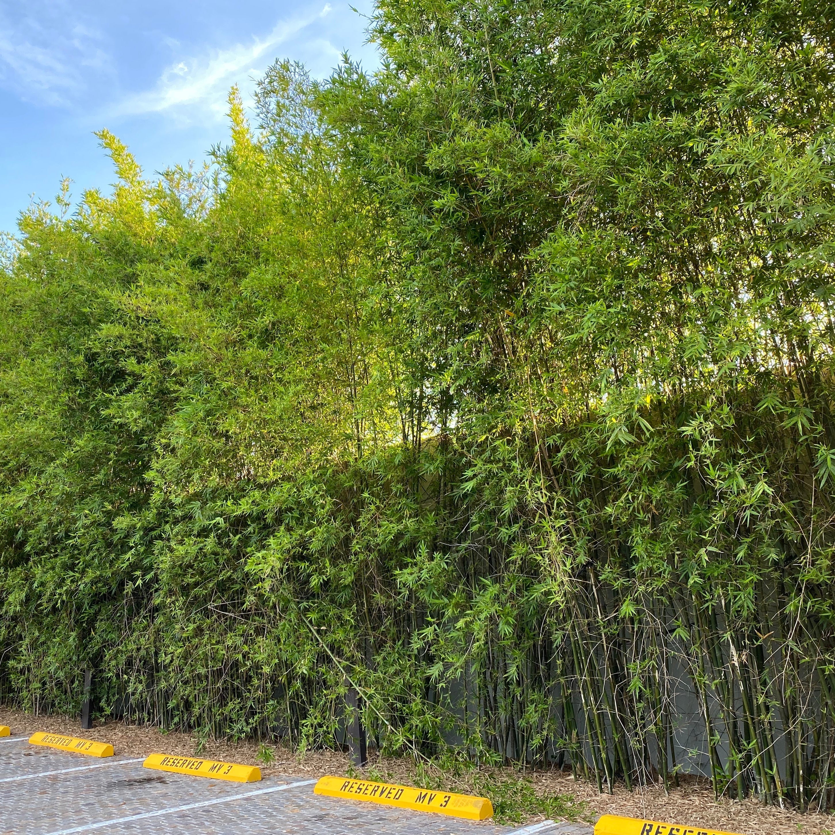 Black Bamboo Timor, Bambusa Lako on road