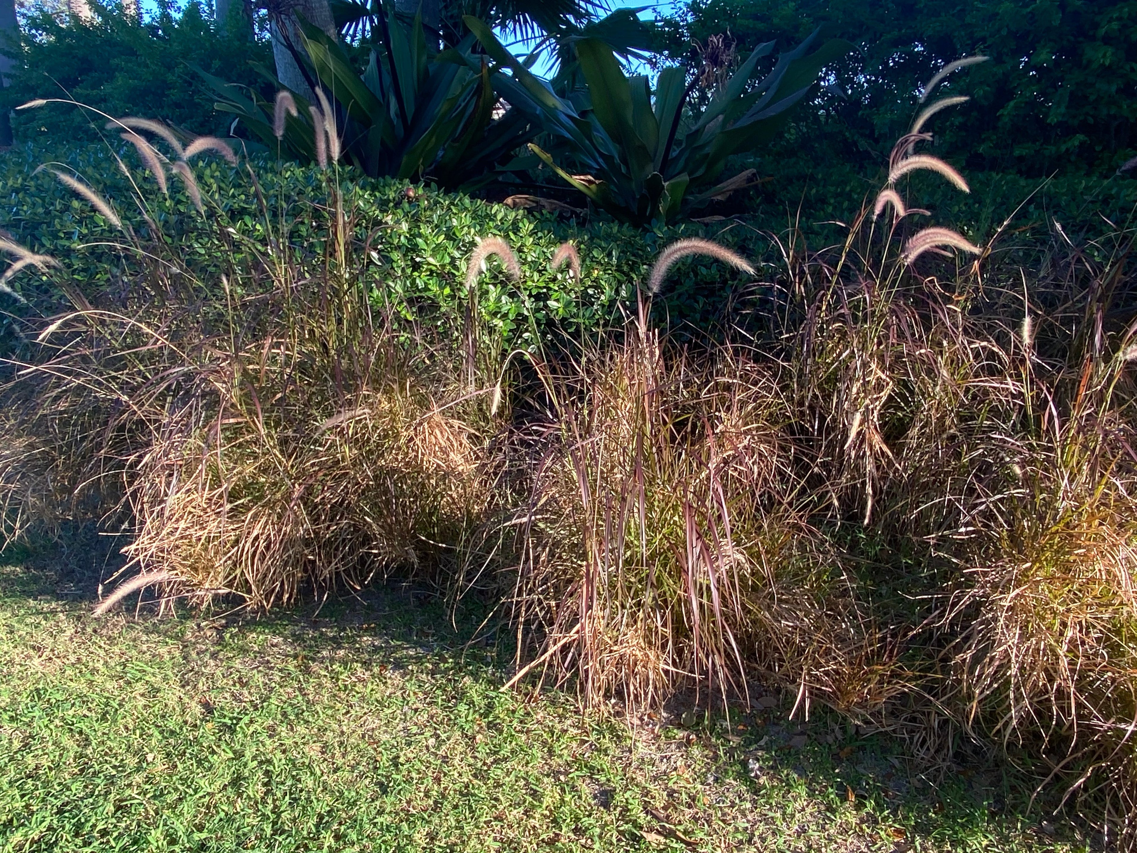 Purple Fountain Grass in garden view