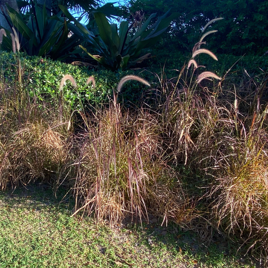 Purple Fountain Grass in garden view