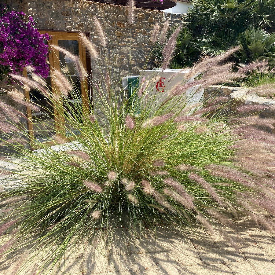 White Fountain Grass, Pennisetum Setaceum Decorative grass with purple flowers in a garden setting