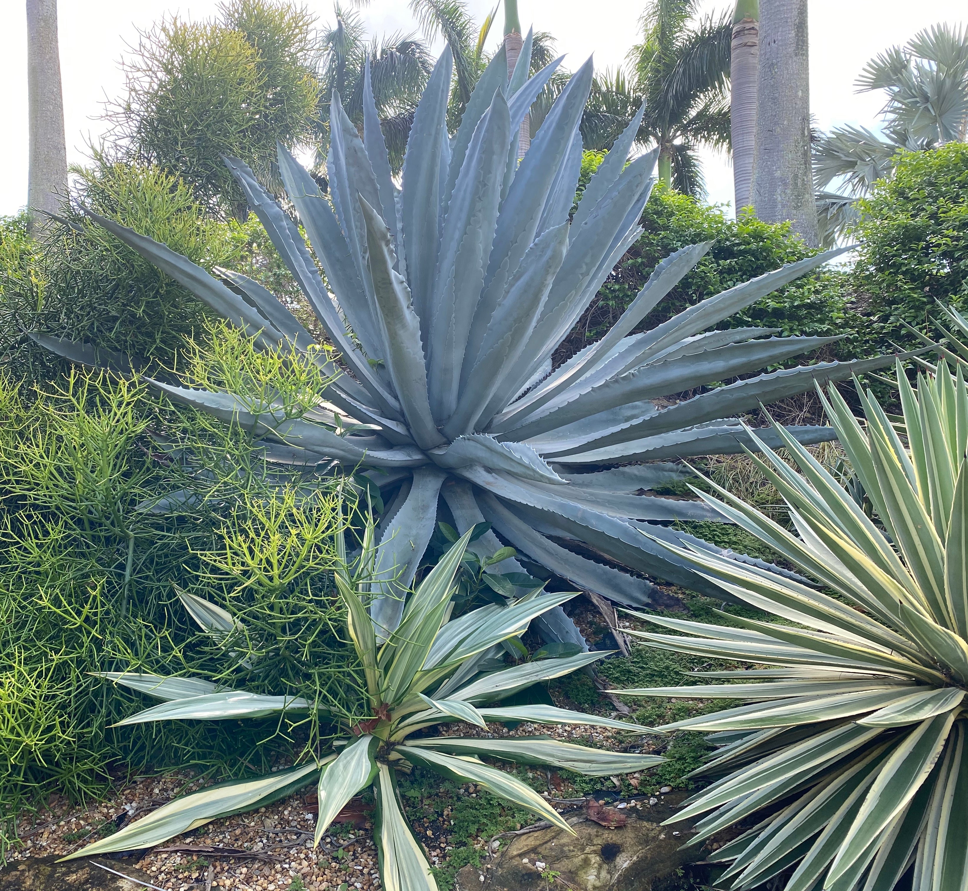 Super Blue Agave Americana, Century Plant