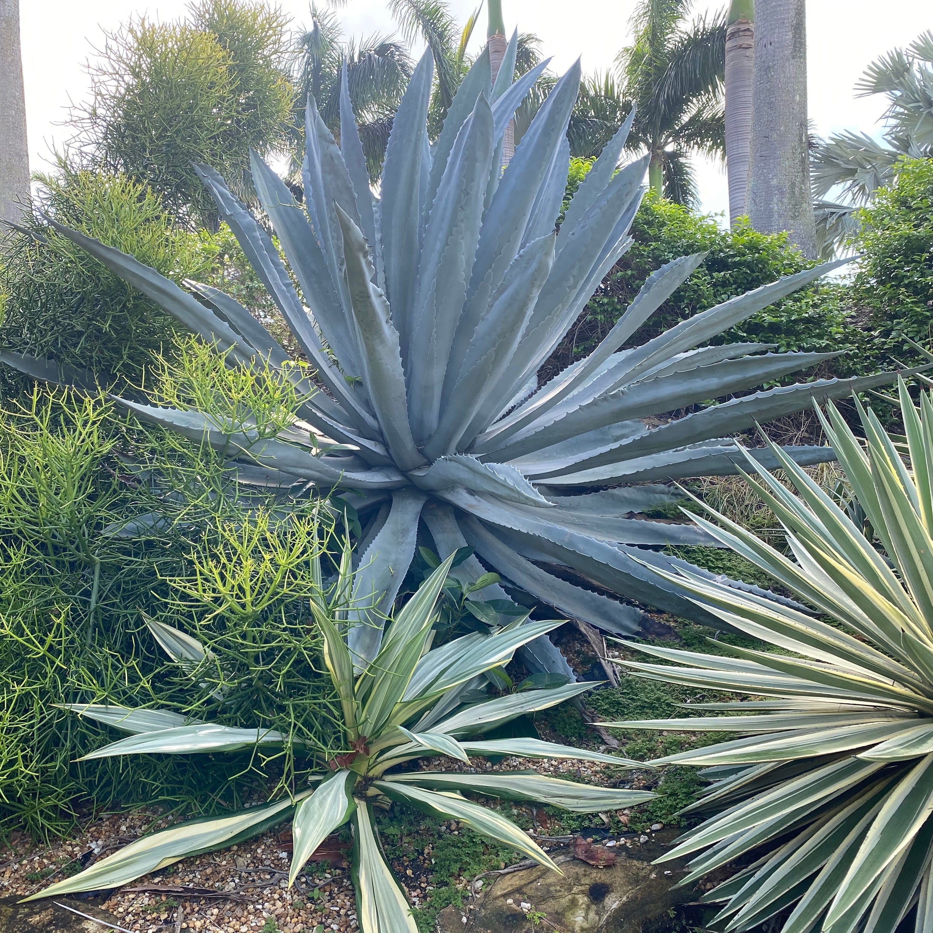 Super Blue Agave Americana, Century Plant