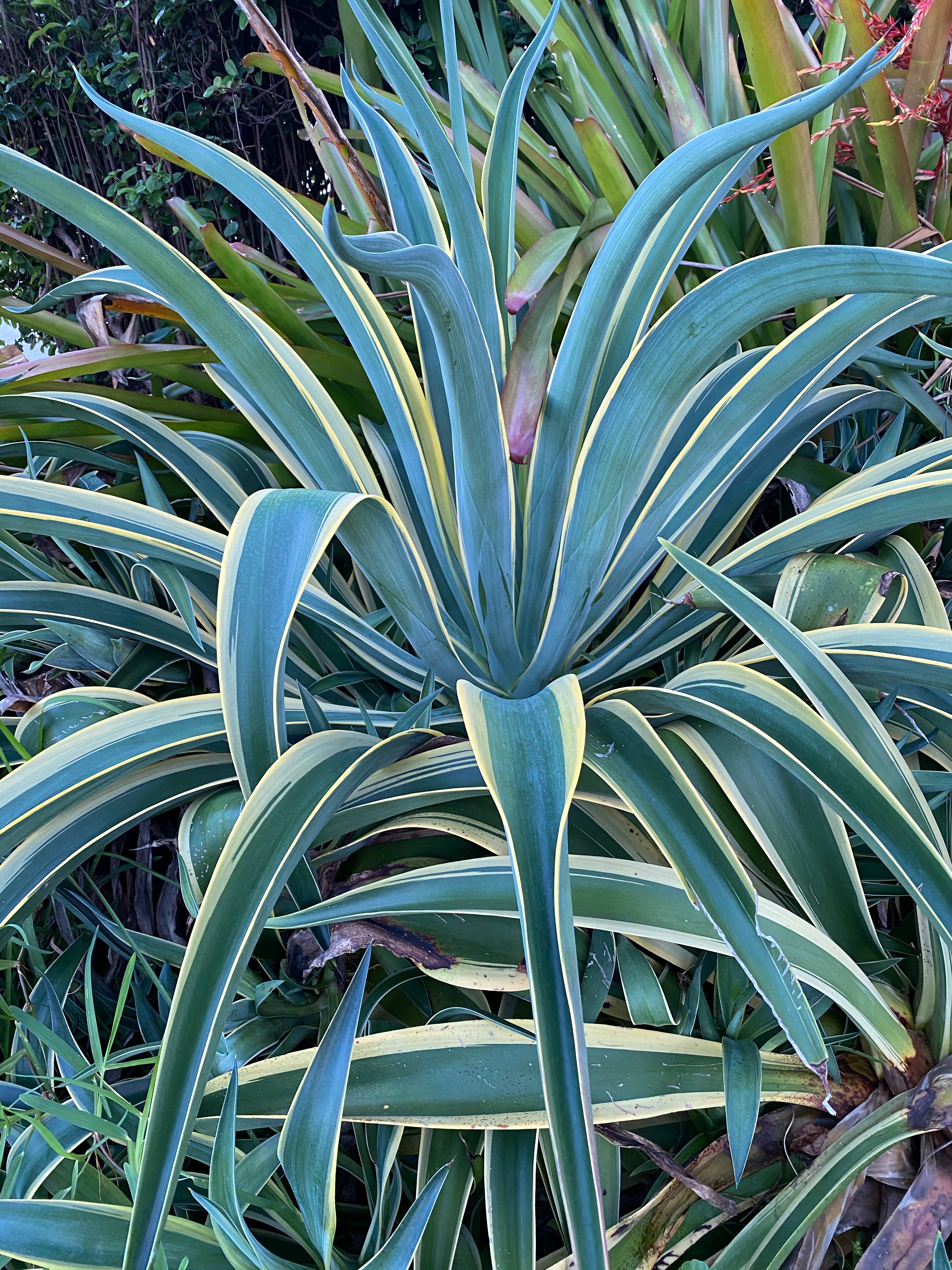 Agave Desmettiana Variegata Dwarf Century Plant
