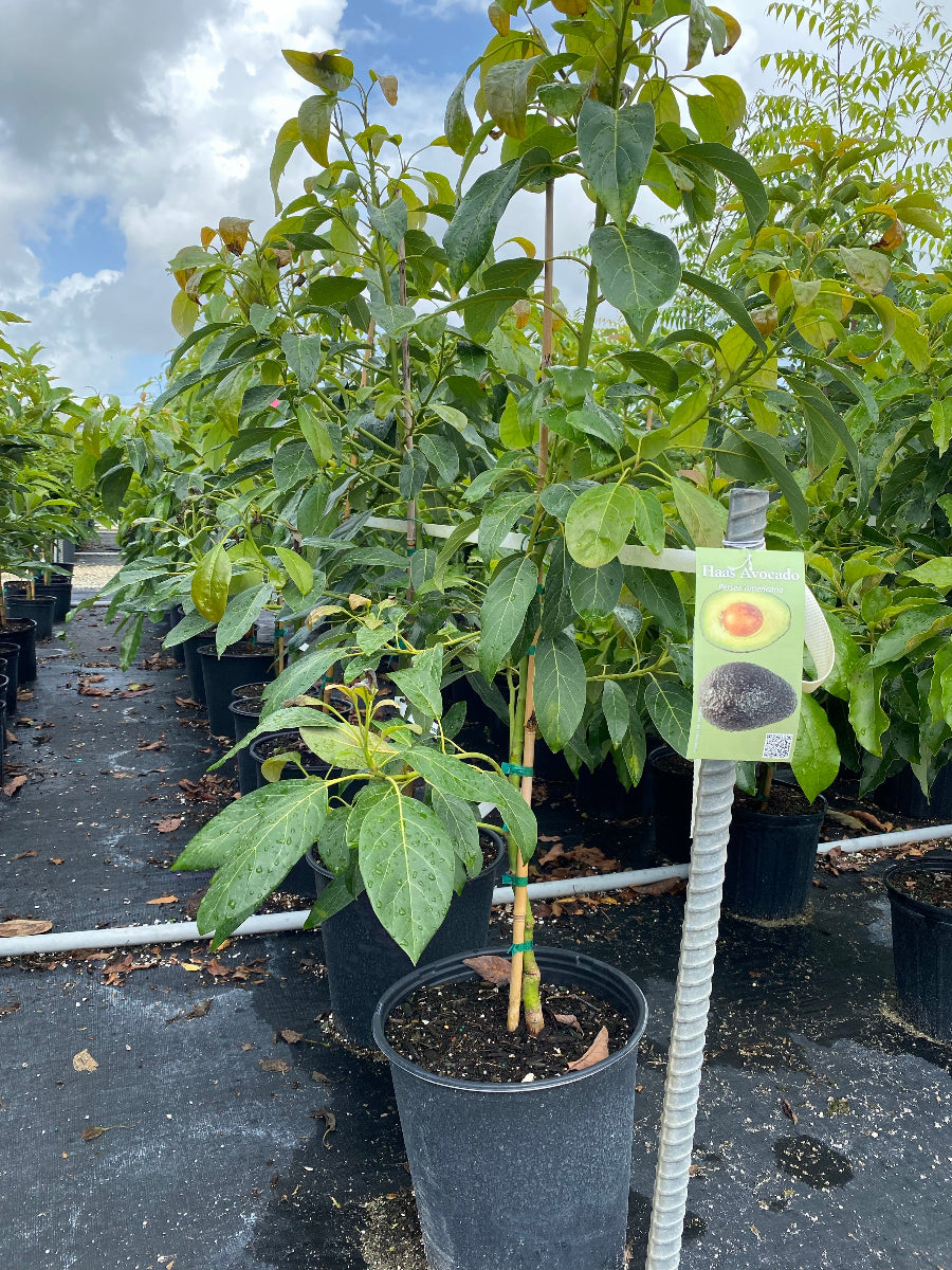 A healthy, cold-hardy Hass Avocado Fruit Tree
