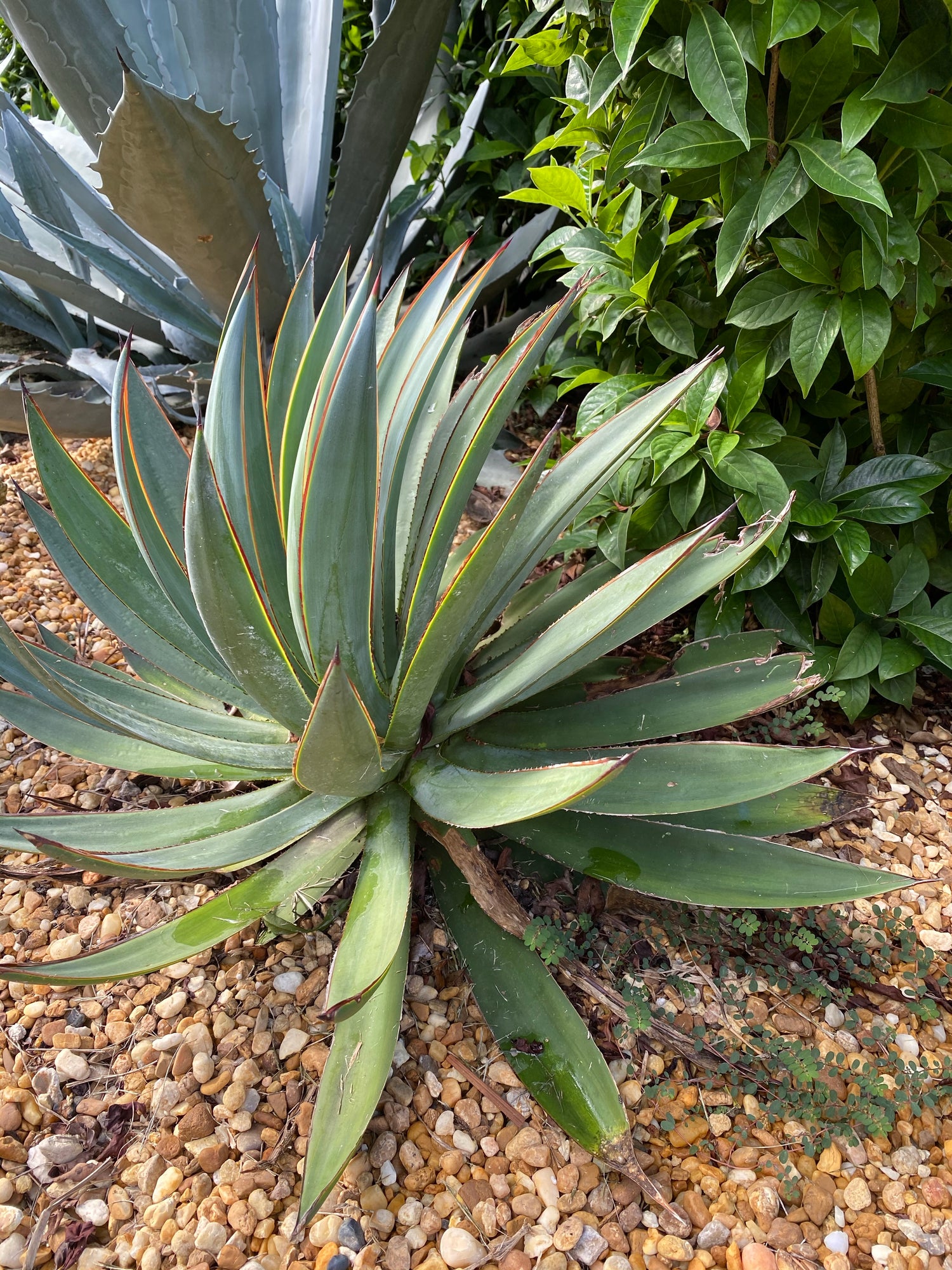 Agave Blue Glow