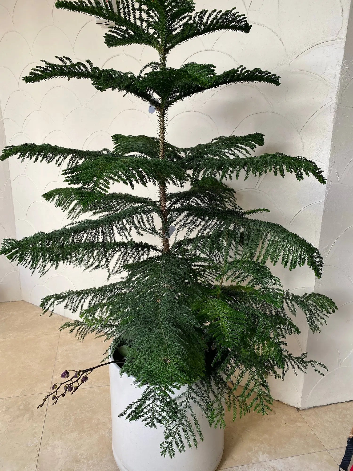christmas tree indoor plant Norfolk Island Pine Single Stem, Christmas Tree