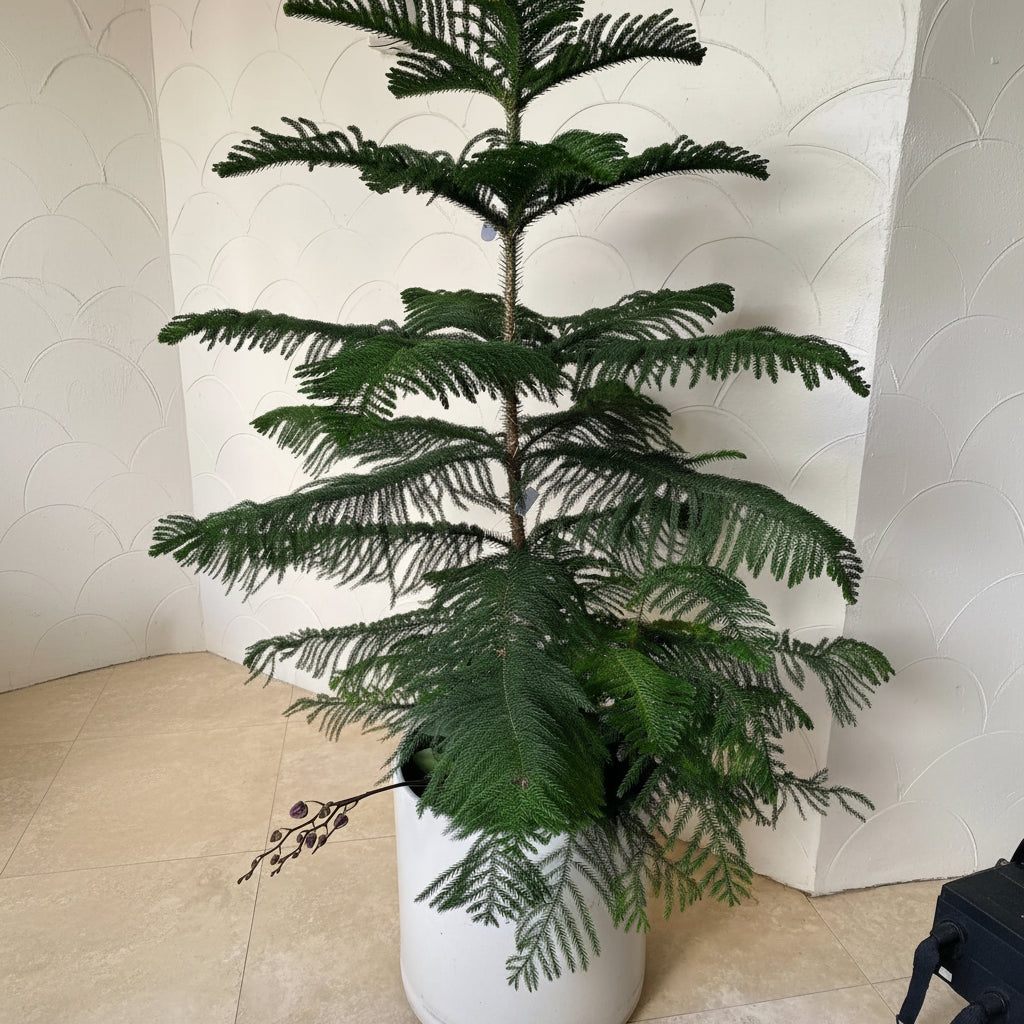 Potted Norfolk Island pine plant against a neutral wall.