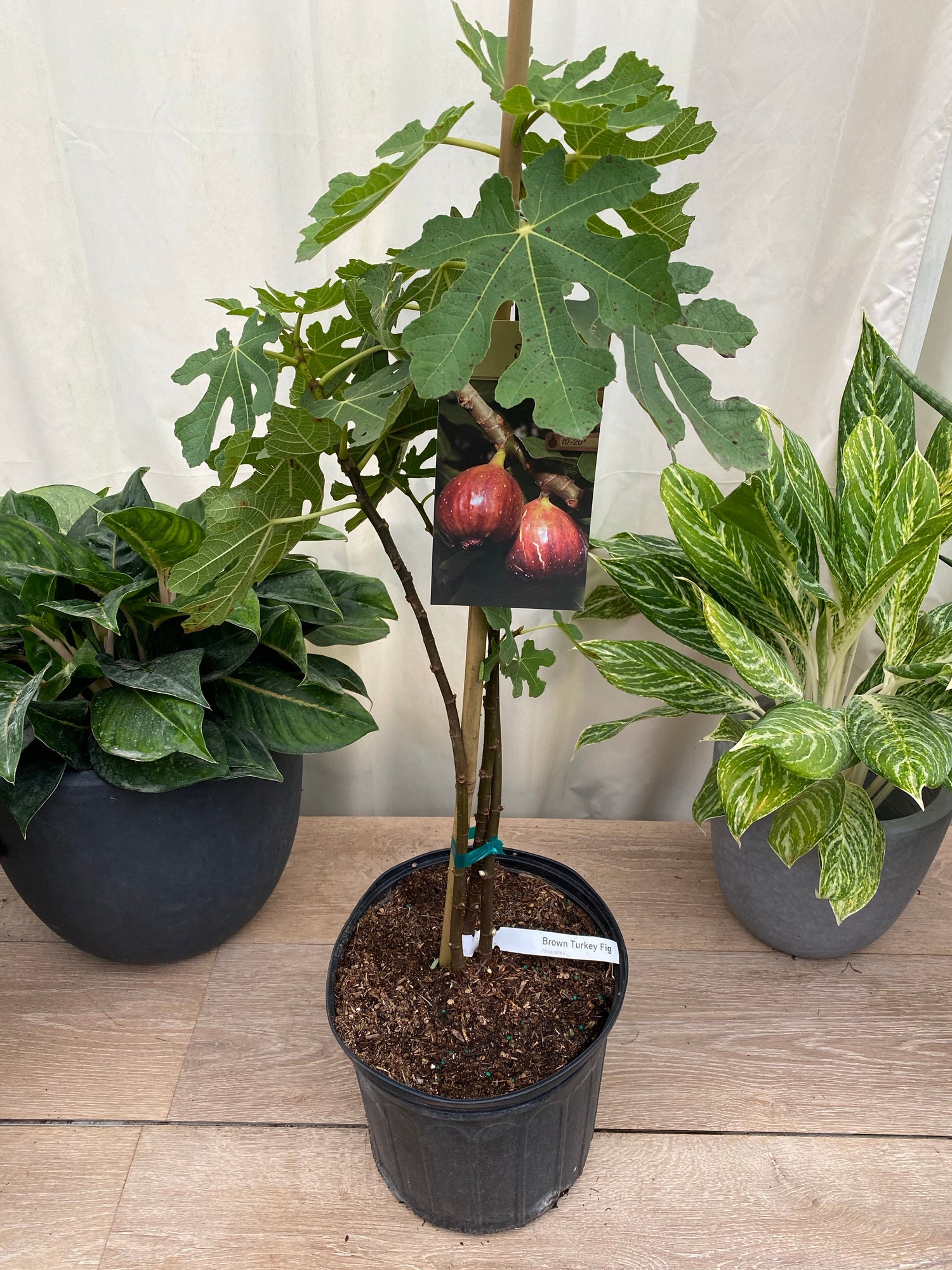 upper view of Fig Tree Chicago Hardy, Ficus Carica Fruit