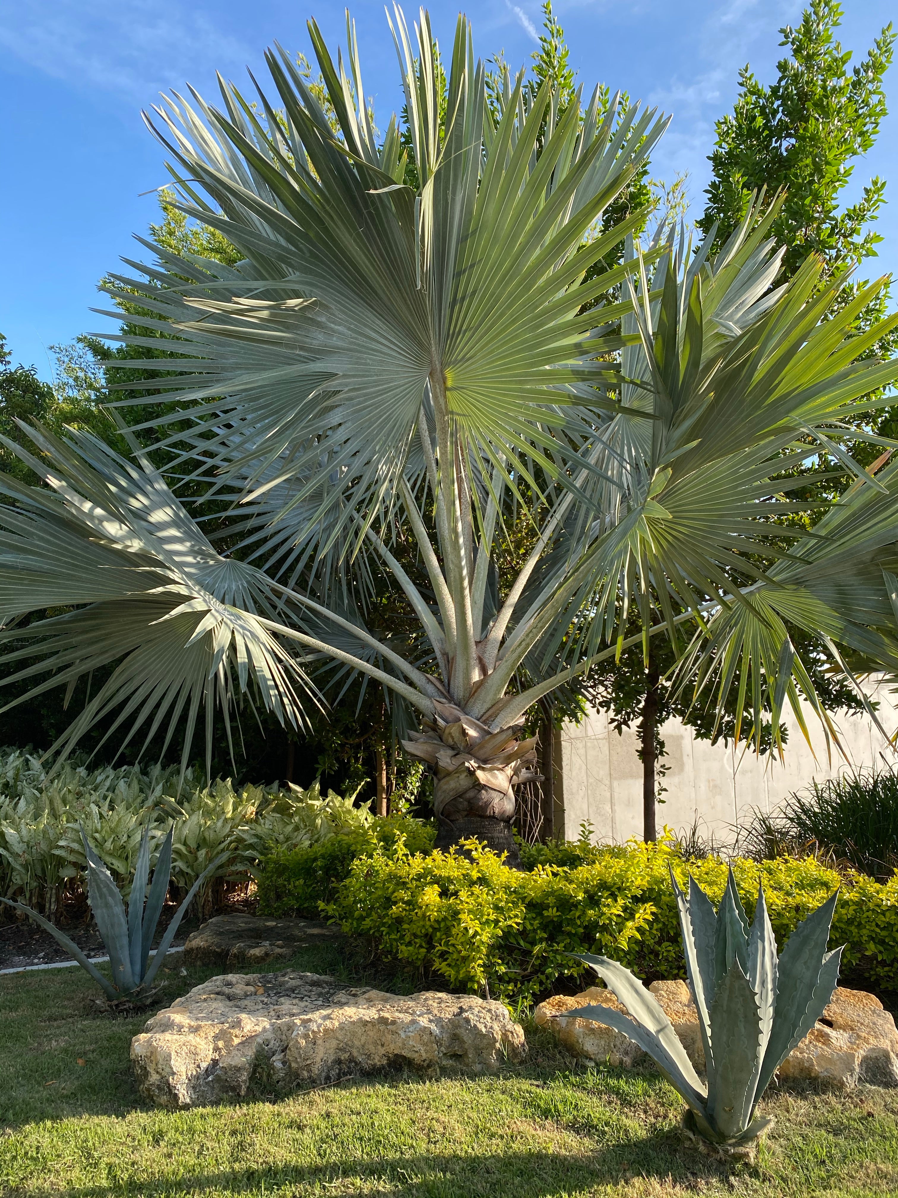 Bismarckia Nobilis, Silver Bismarck Palm