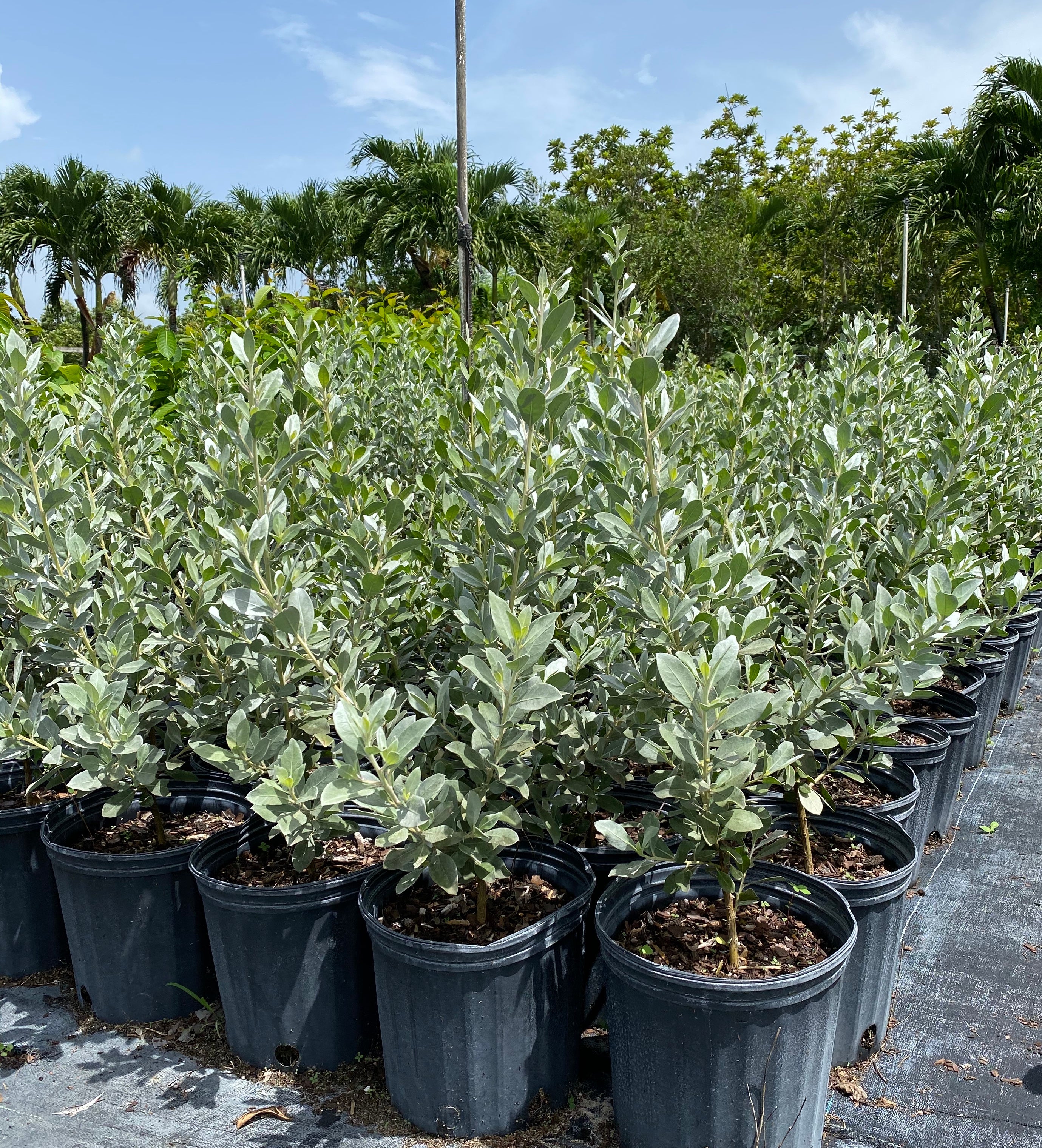 Silver Buttonwood Bush Form in a pot