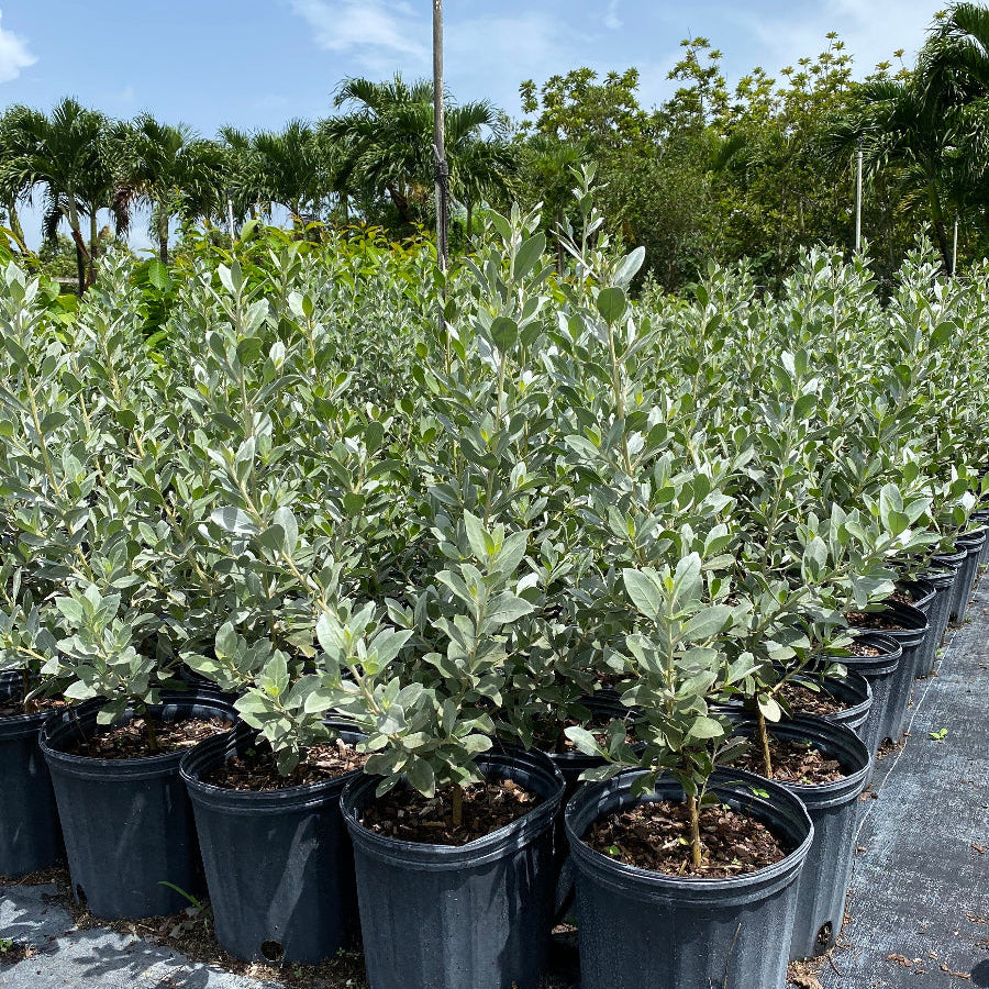 Silver Buttonwood Tree Form, Florida Landscape Potted Silver Buttonwood trees arranged in rows, intended for landscaping. Silver Buttonwood Bush Form in a nursery pot 3gal