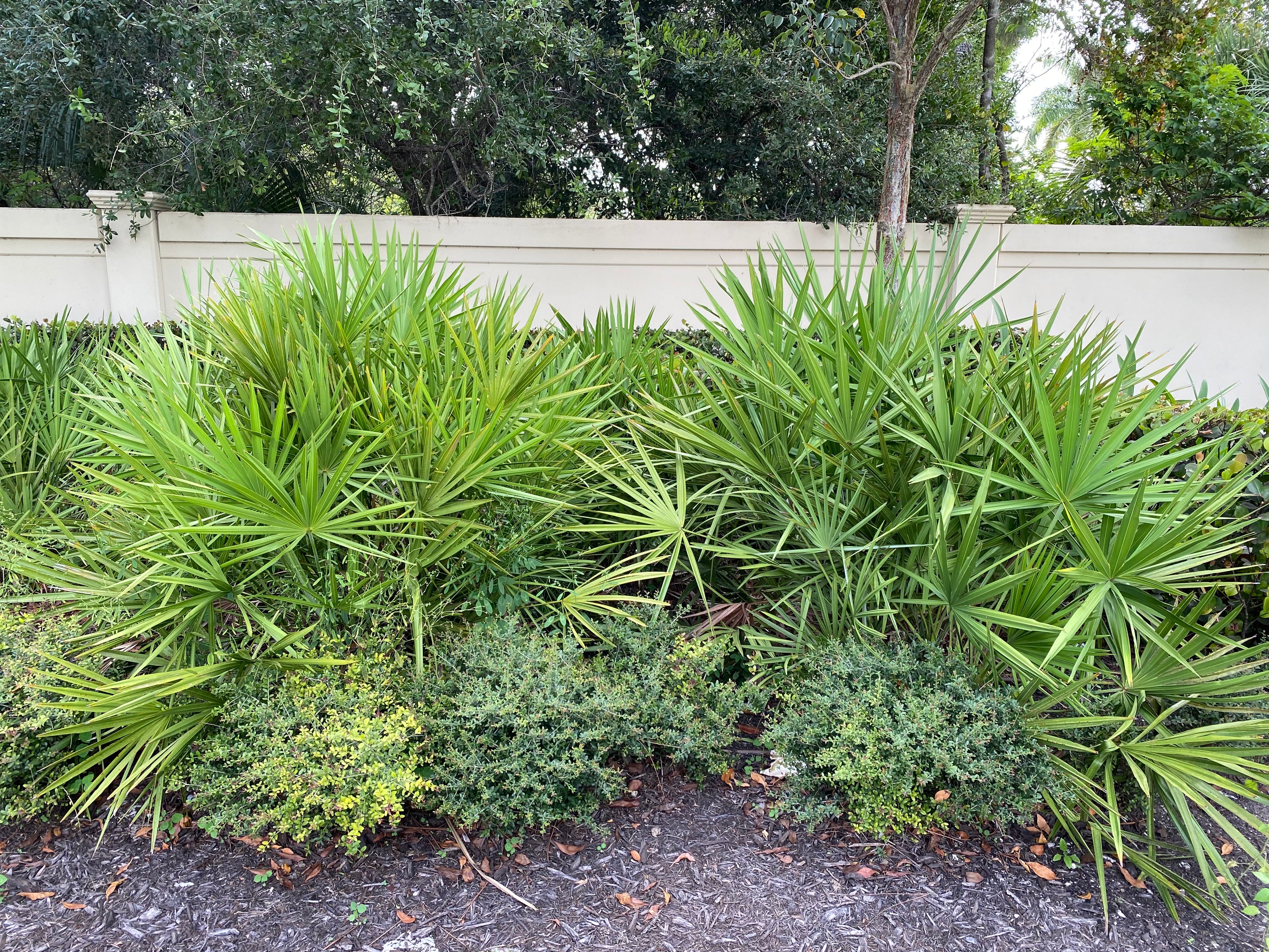 outside view of Saw Palmetto Green, Serenoa Repens