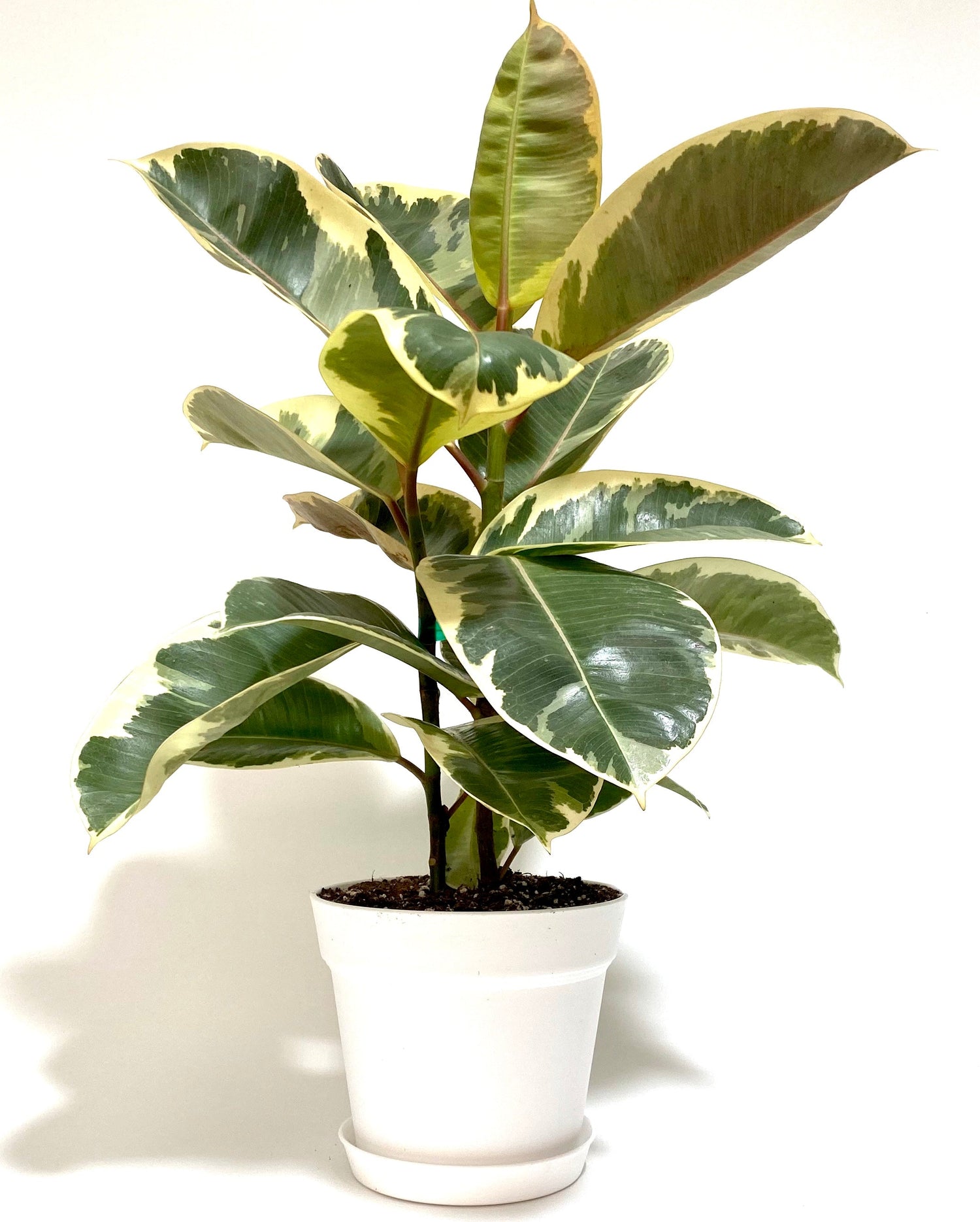 Tineke Bush Form, Deco Pot White ina white pot