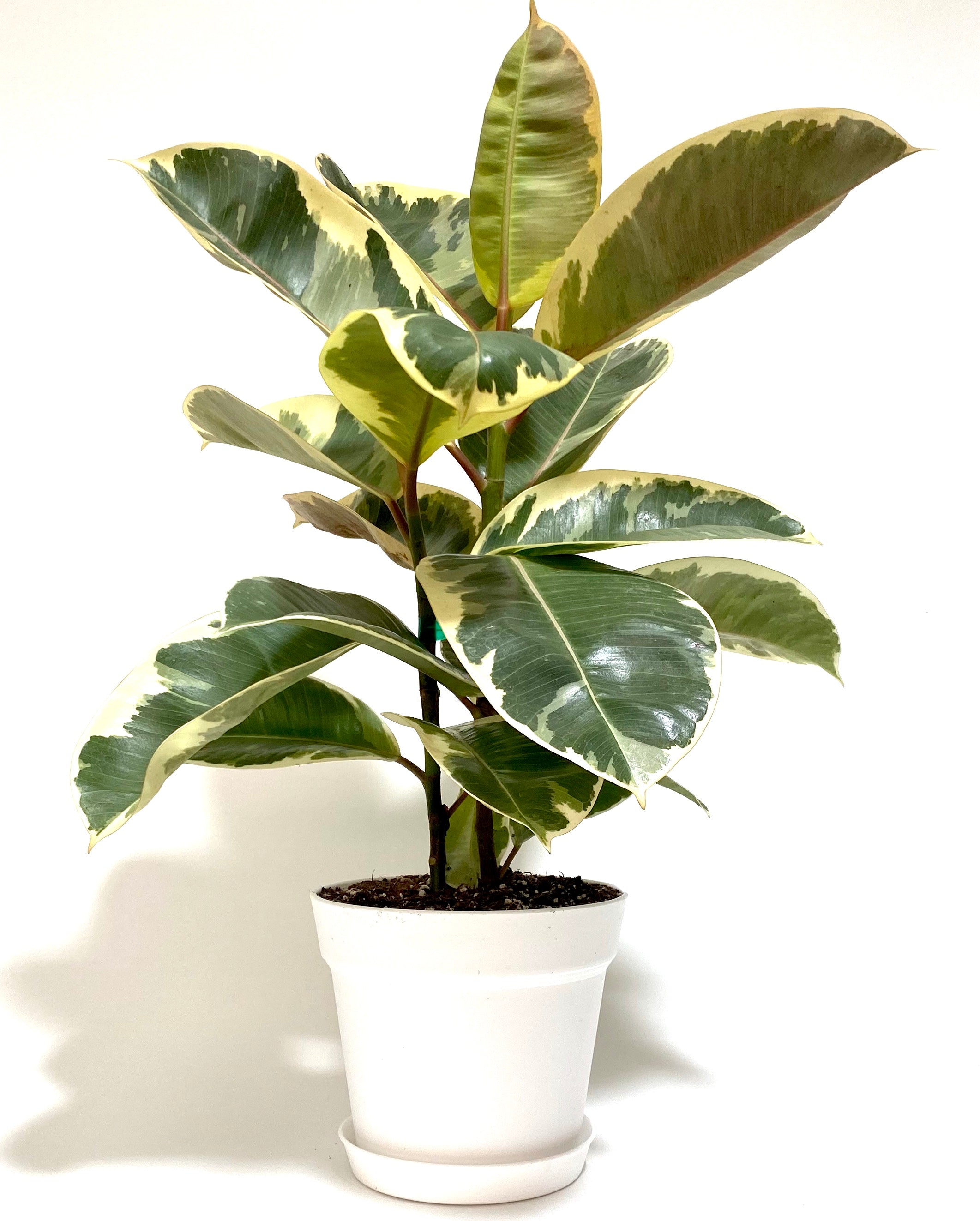 Tineke Bush Form, Deco Pot White ina white pot