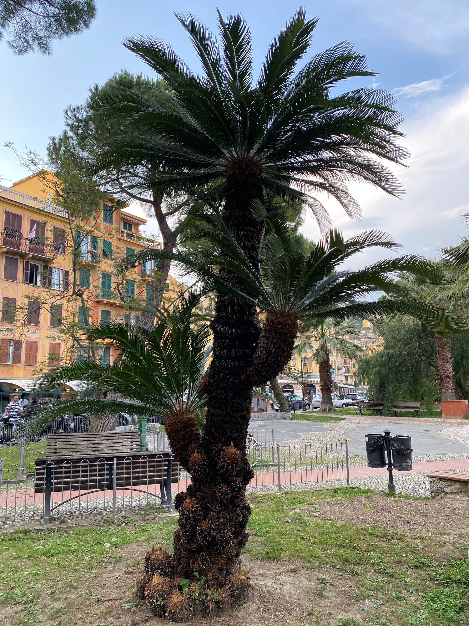 Palm King Sago Palm, Cycas Revoluta, Exotic