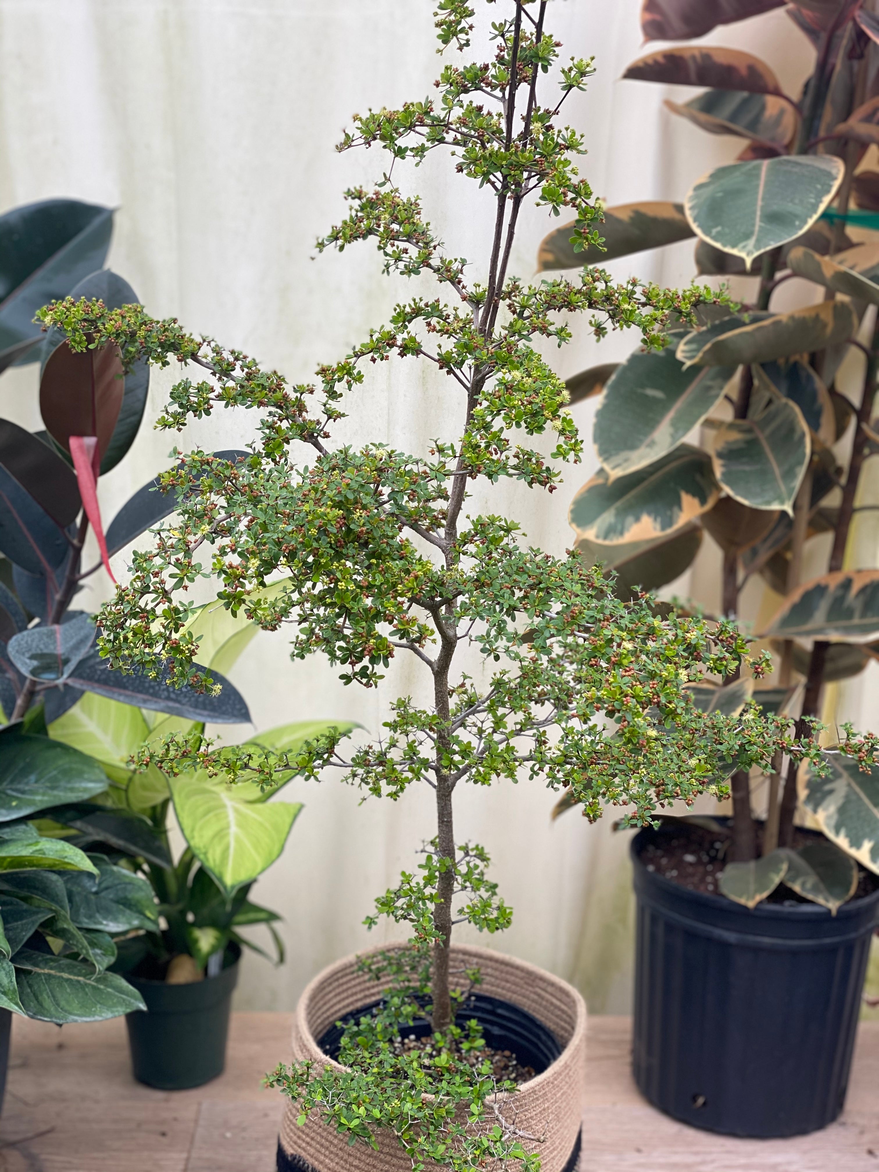 Bucida Spinosa, Spiny Black Olive