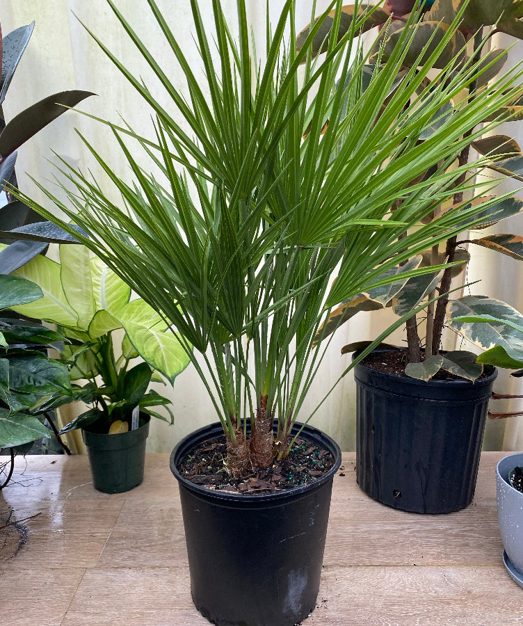 European fan palm in black planter large tree