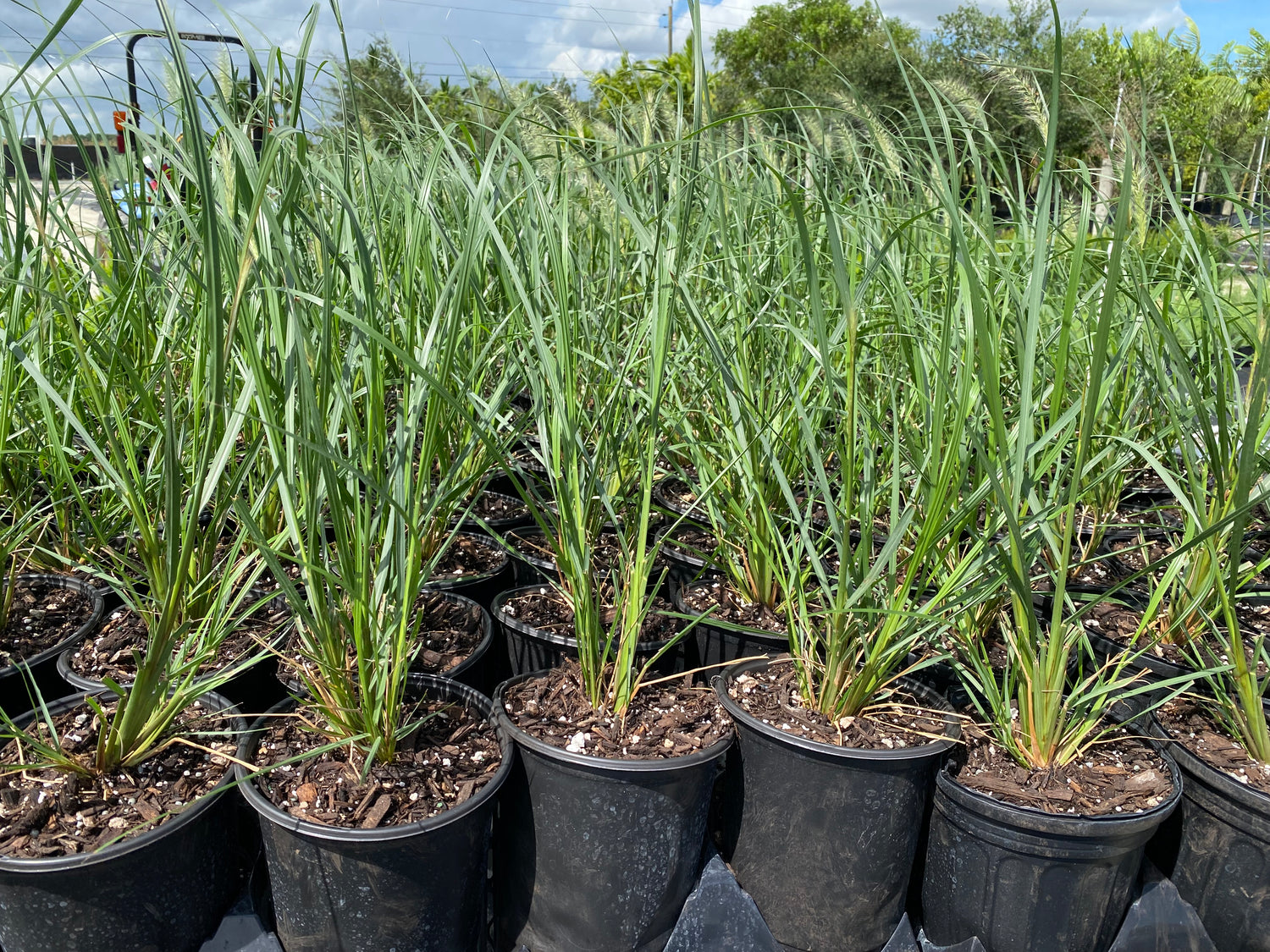 Red Head Fountain Grass