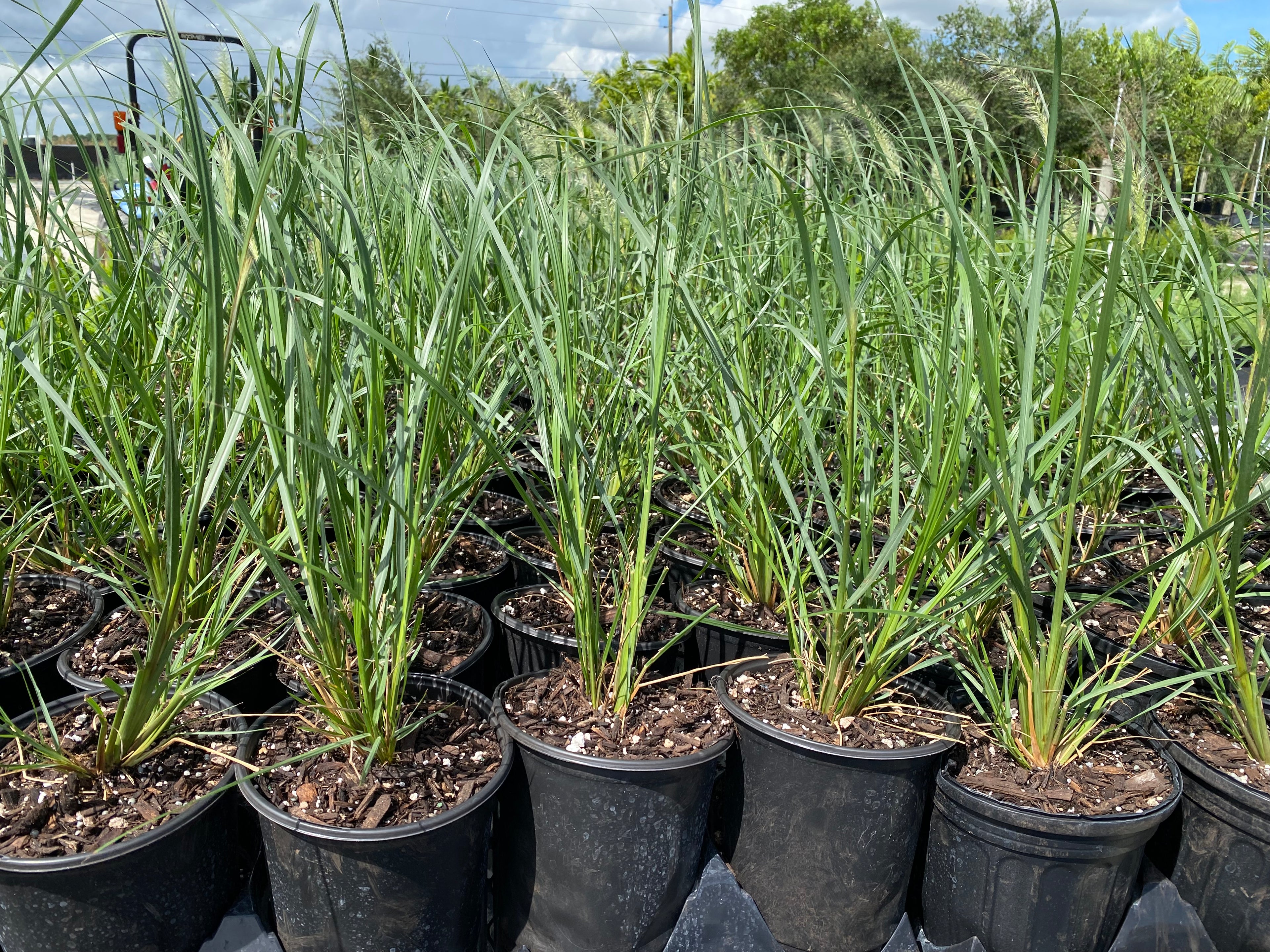 Red Head Fountain Grass