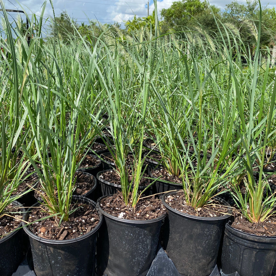 Red Head Fountain Grass