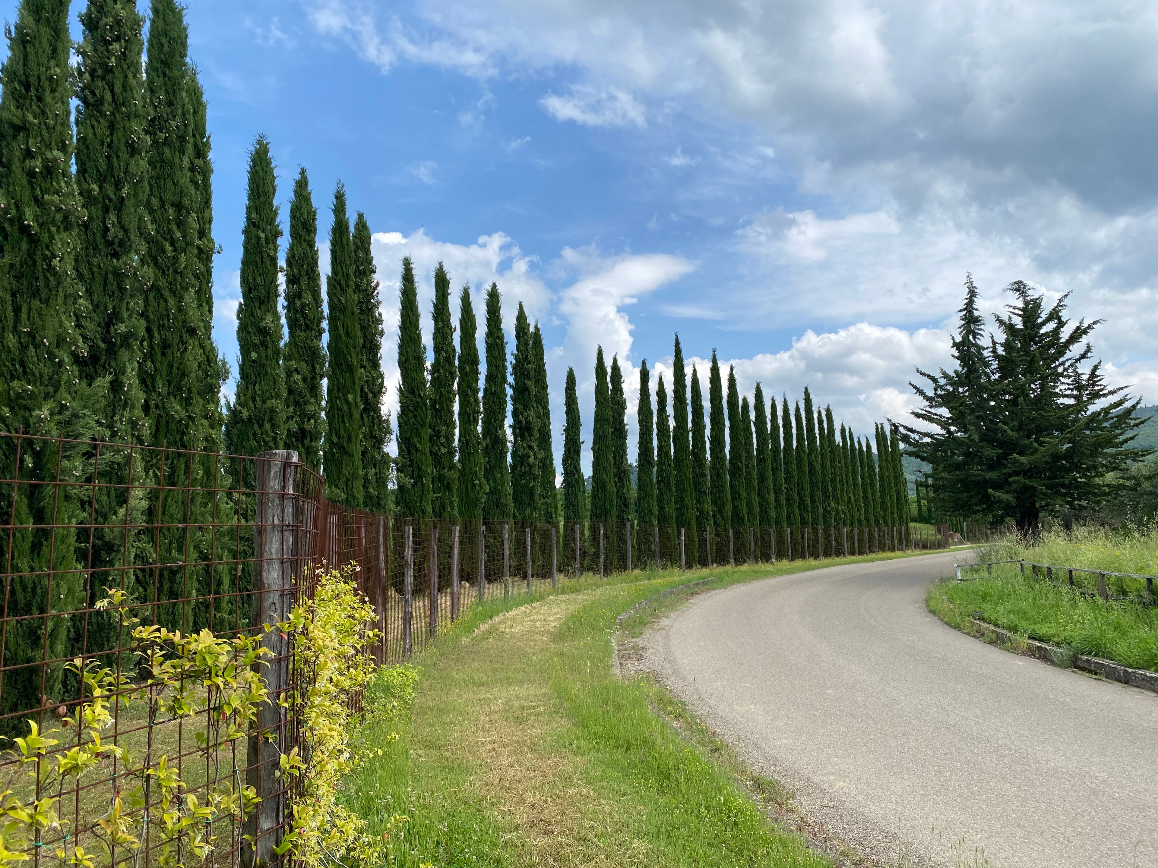 Italian Cypress, Mediterranean Cypress