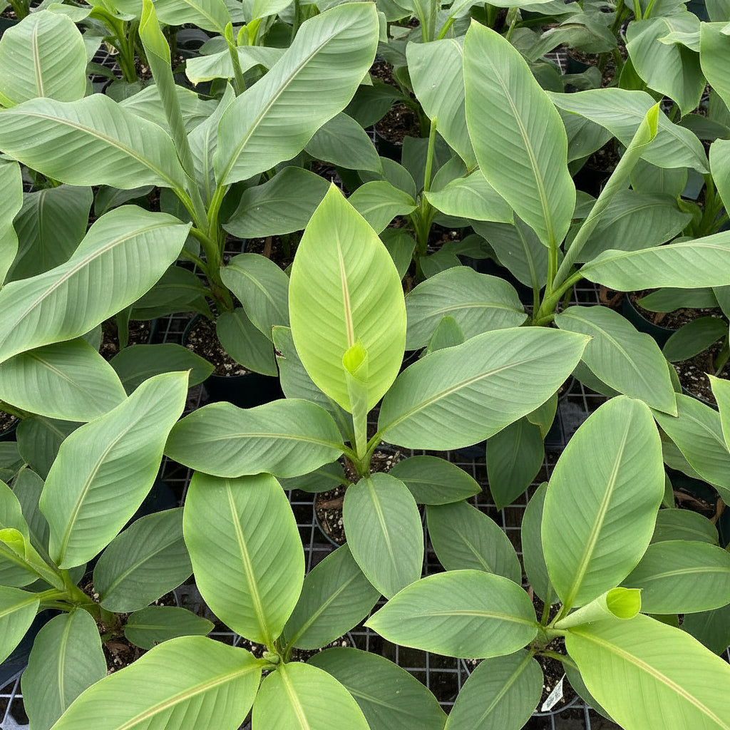 A close-up view of several young Ice Cream Banana Trees