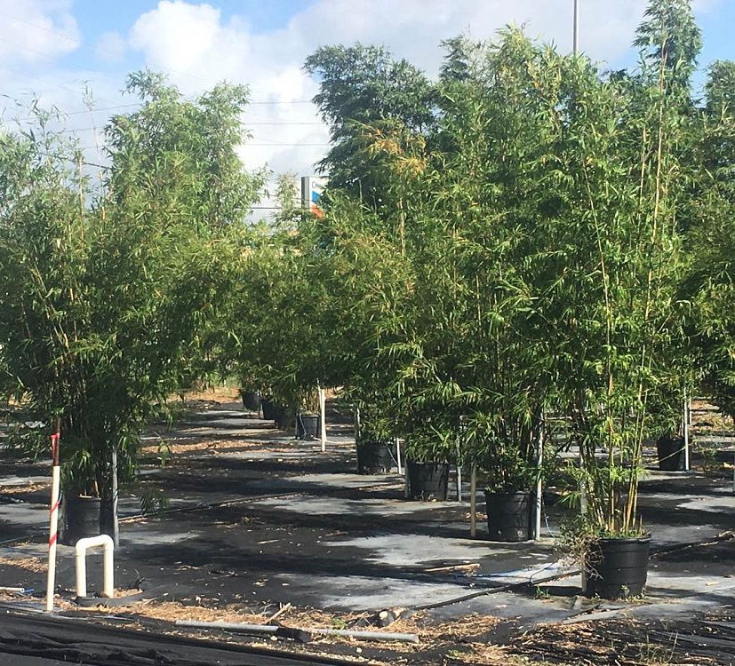 multiple Wild Bamboo, Lasiacis Divaricata in pots