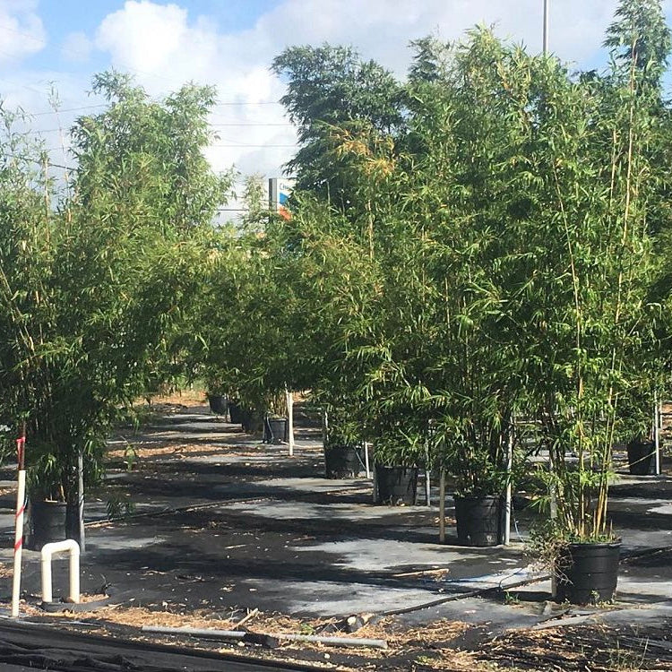 multiple Wild Bamboo, Lasiacis Divaricata in pots