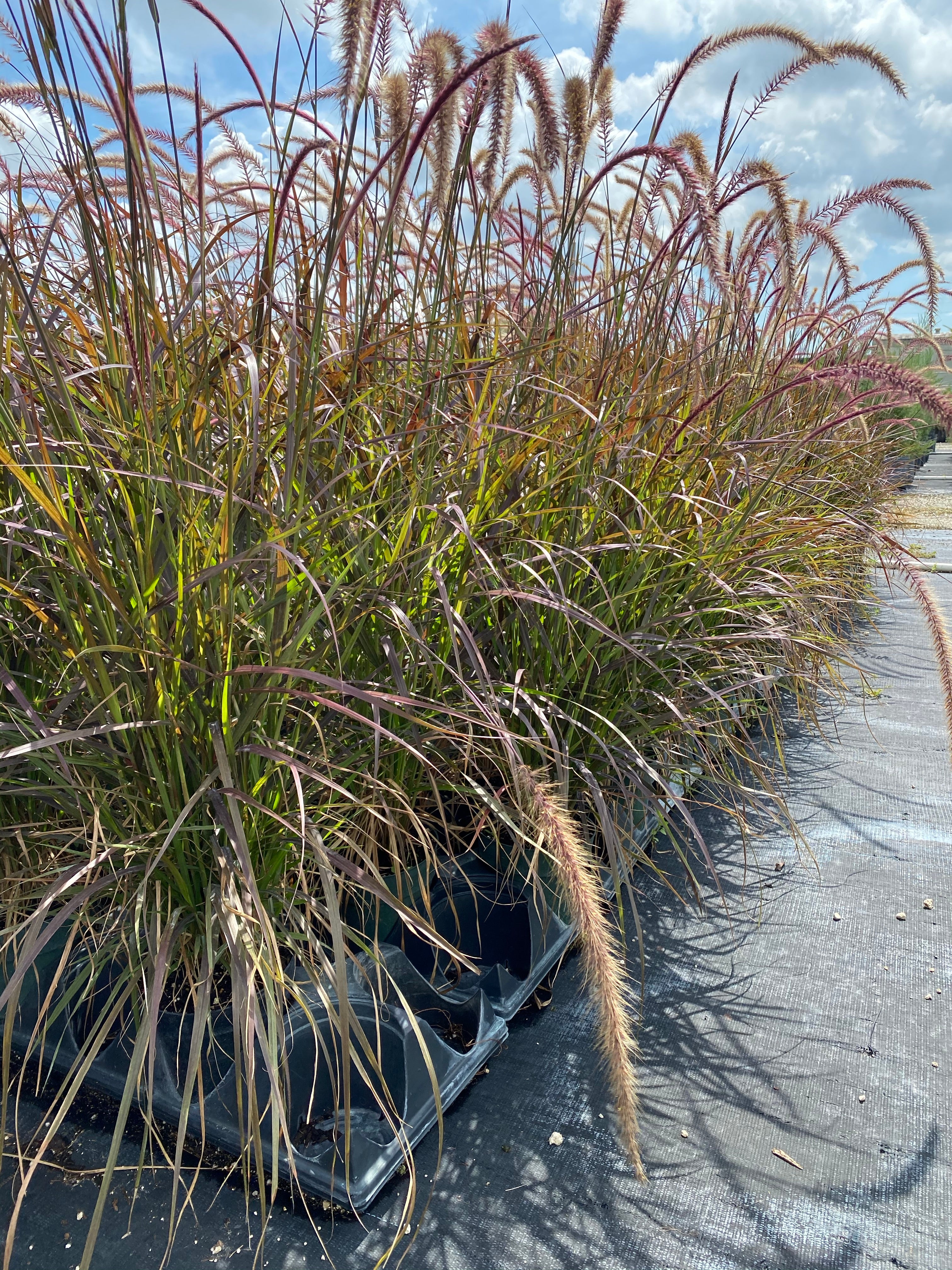 Red Fountain Grass