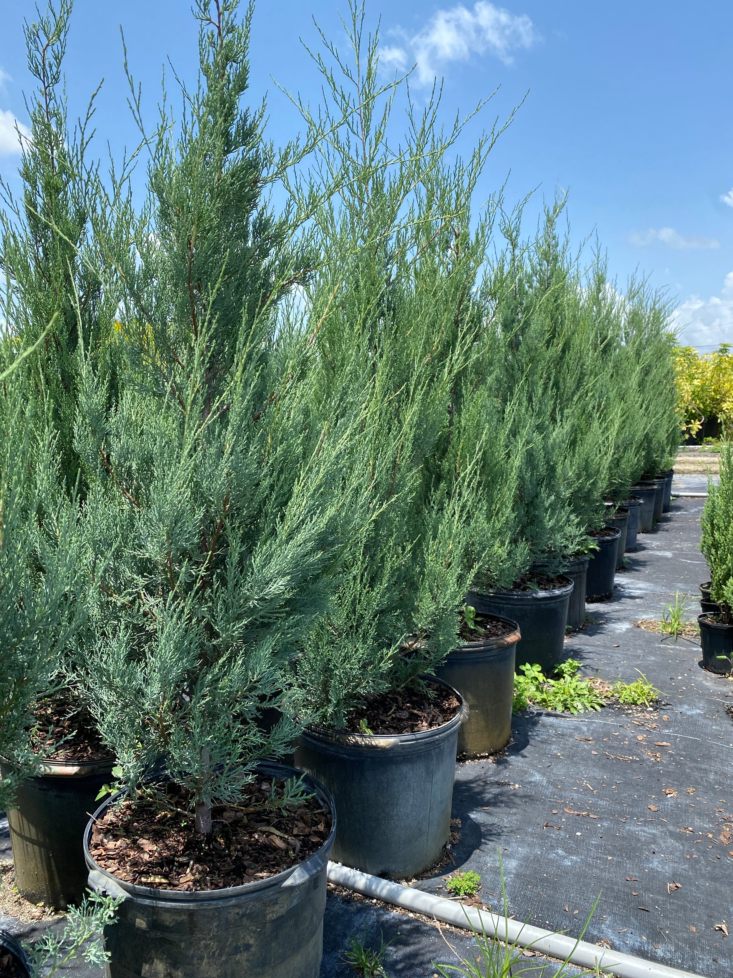 Skyrocket Juniper Tree Rocky Mountain