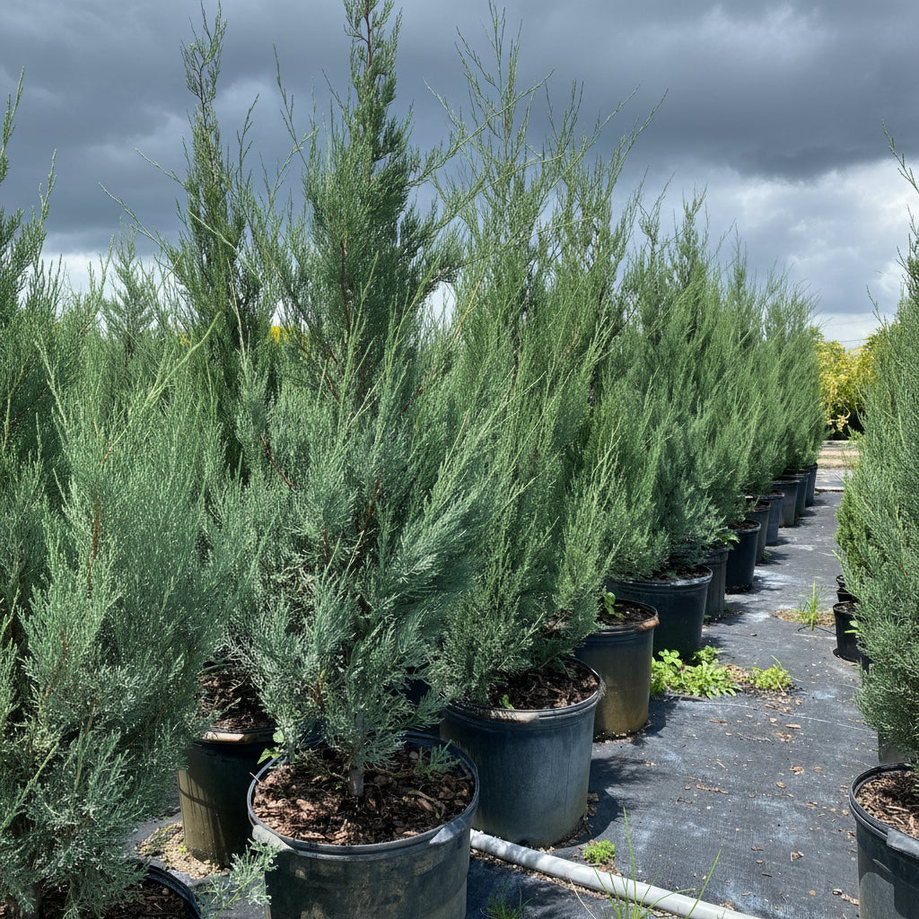 Skyrocket Juniper Tree Rocky Mountain in multiple pots