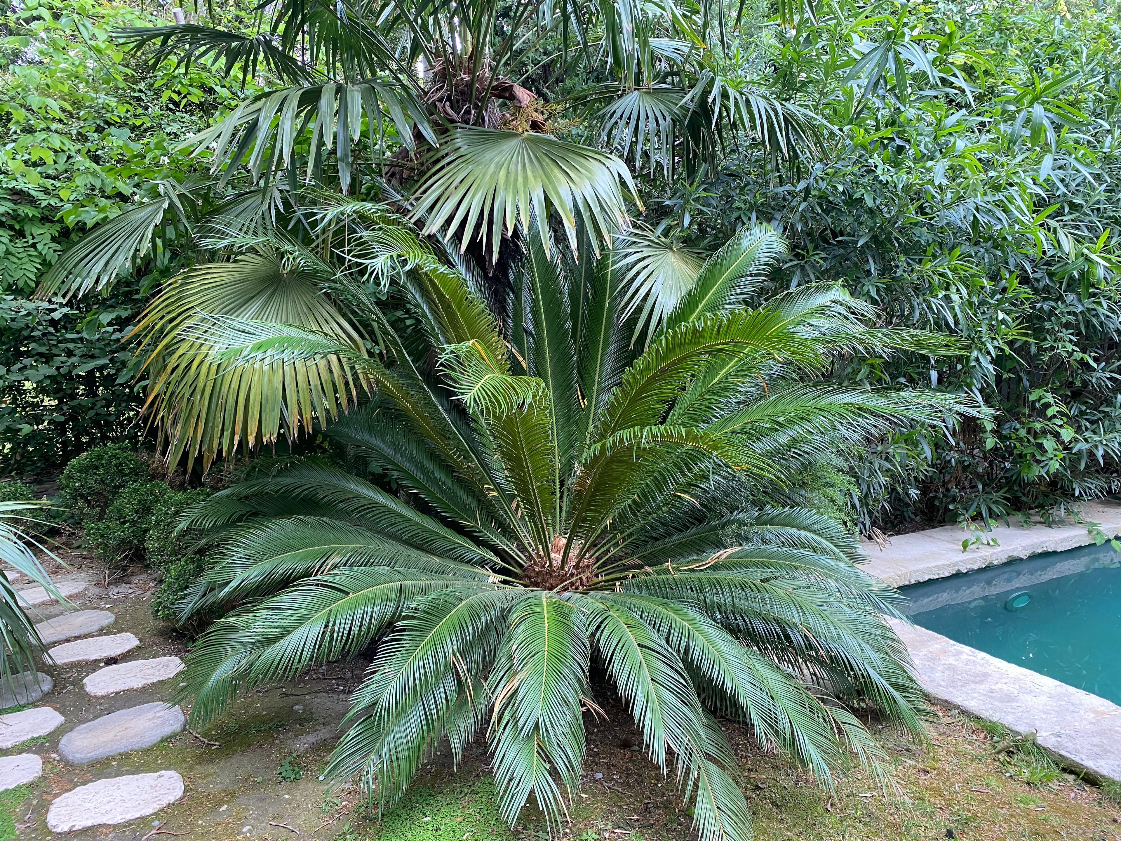 closeup view of Dioon Edule Mexican Fern Palm