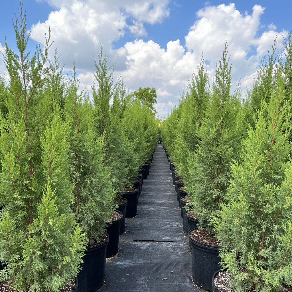 Spartan Juniper Tree, Juniperus chinensis Located at nursery in gal Pot