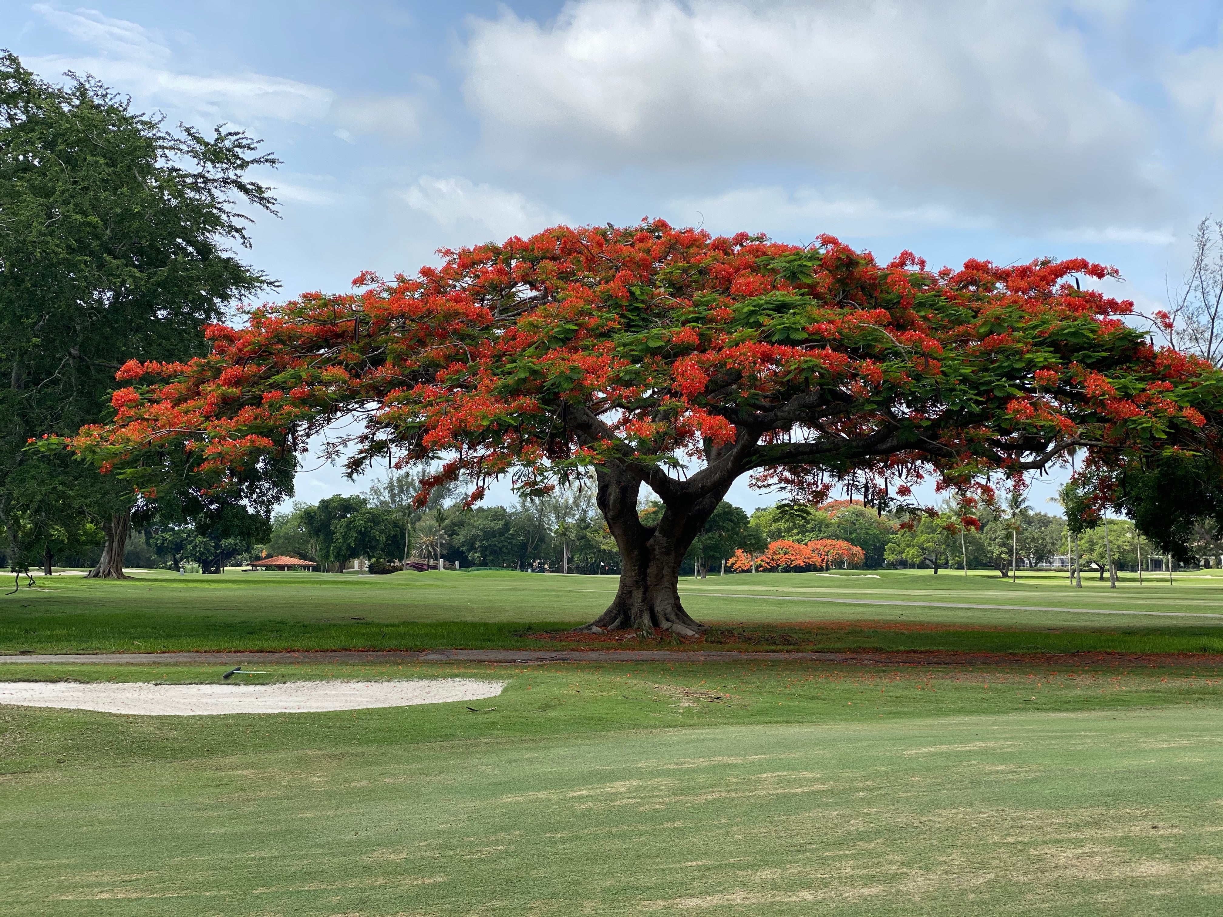 Royal Poinciana, Flamboyant Tree, Flame Tree, Key West Red