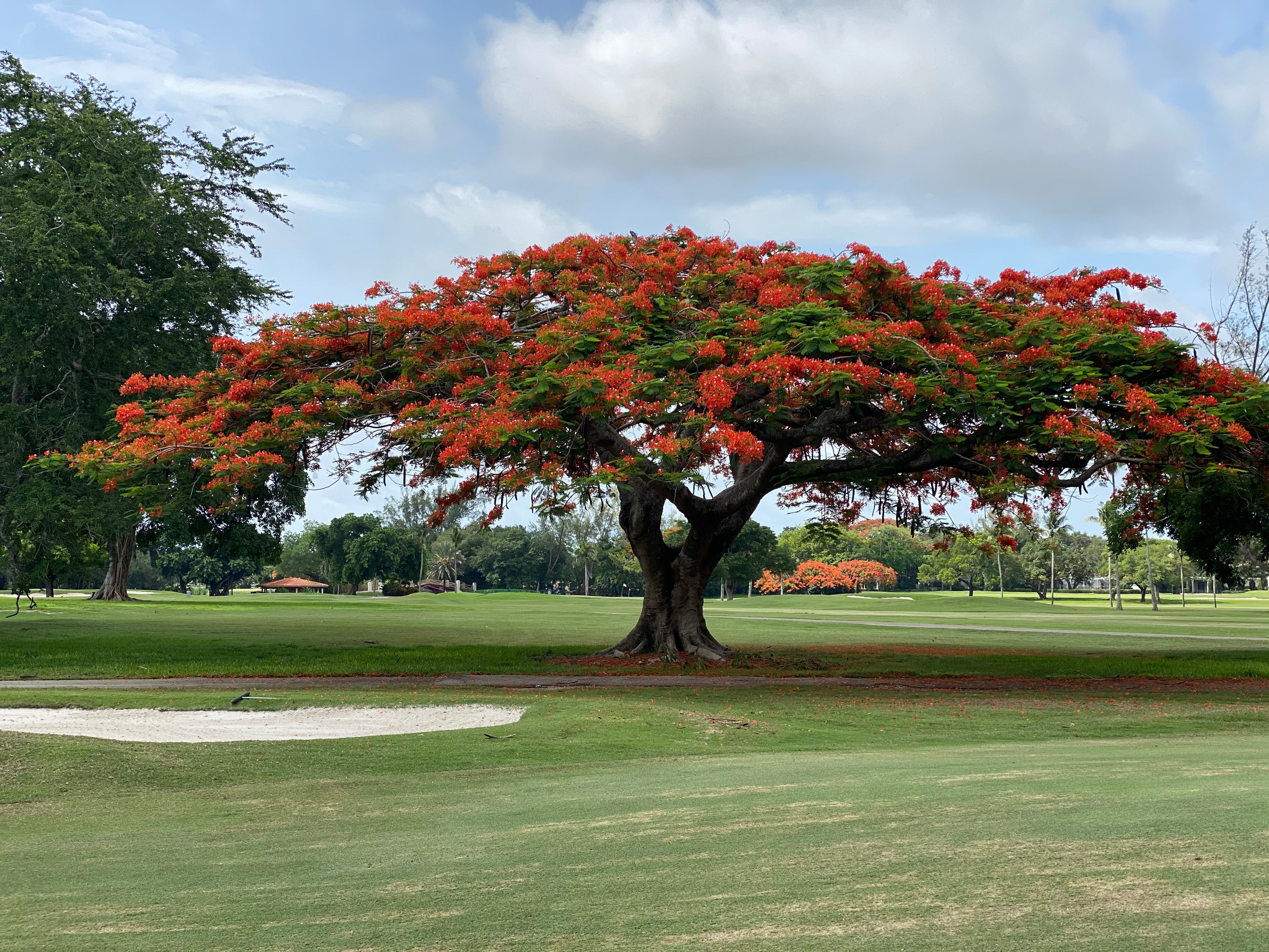 Royal Poinciana, Delonix Regia, Flamboyant Tree, Flame Tree