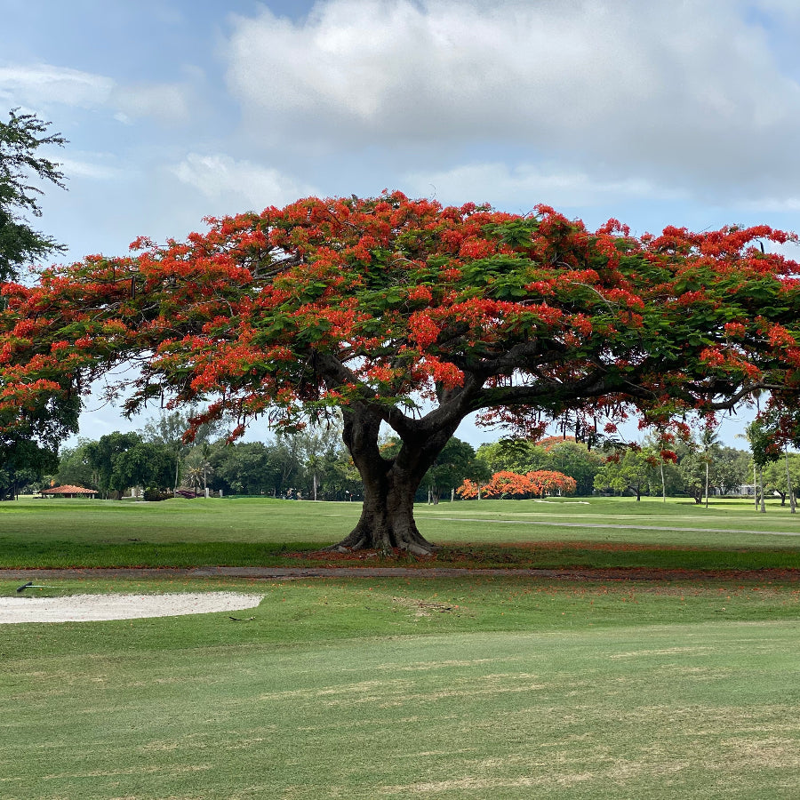 Mature Royal Poinciana Flamboyant Tree, featuring a magnificent, wide umbrella-shaped canopy completely covered in vibrant reddish-orange blooms, standing prominently in a lush, expansive park-like outdoor setting with green lawns under a partly cloudy sky, ideal as a grand landscape centerpiece and stunning shade tree.