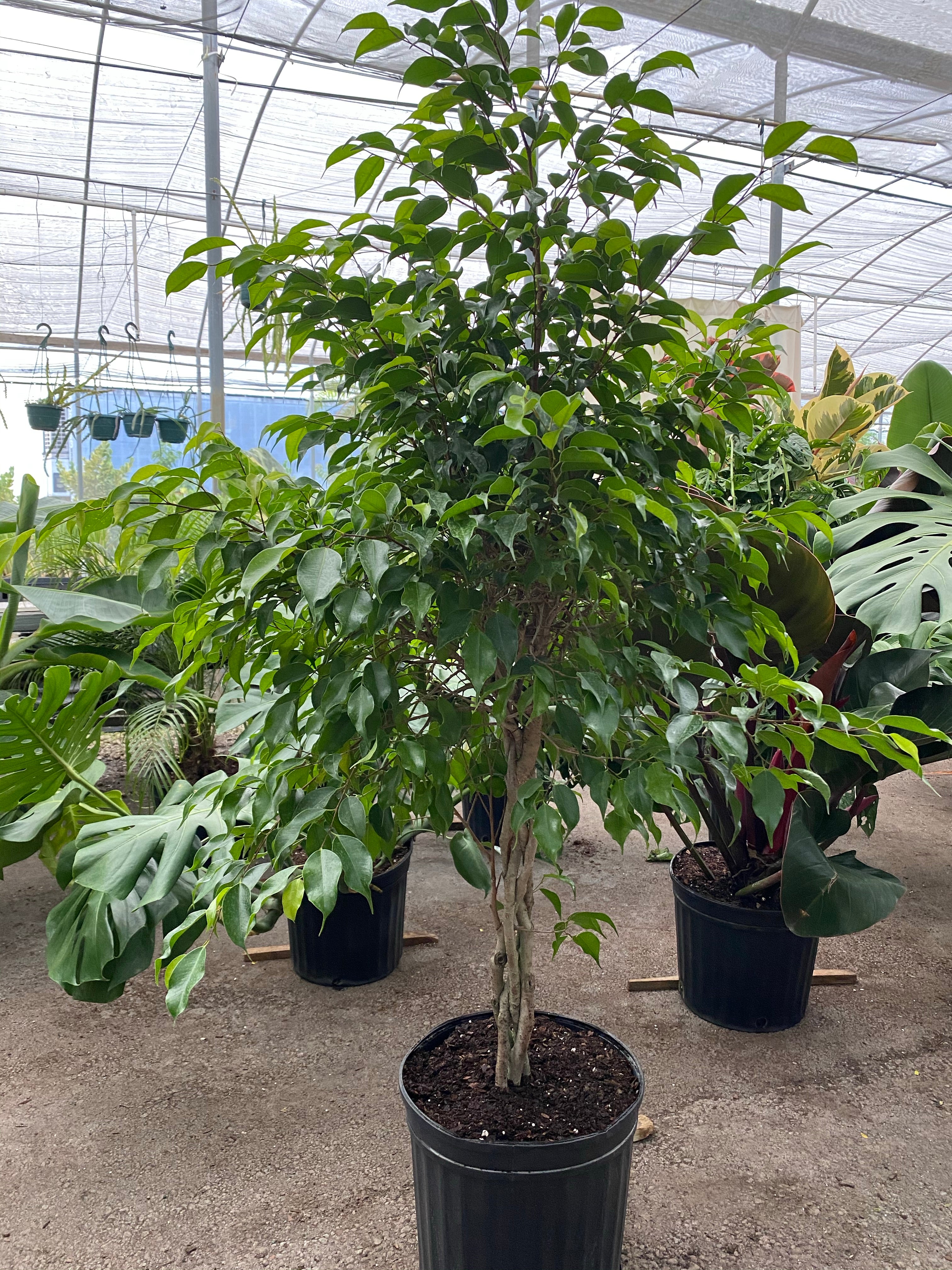 Braided Ficus Benjamina Tree, Weeping Fig outside view