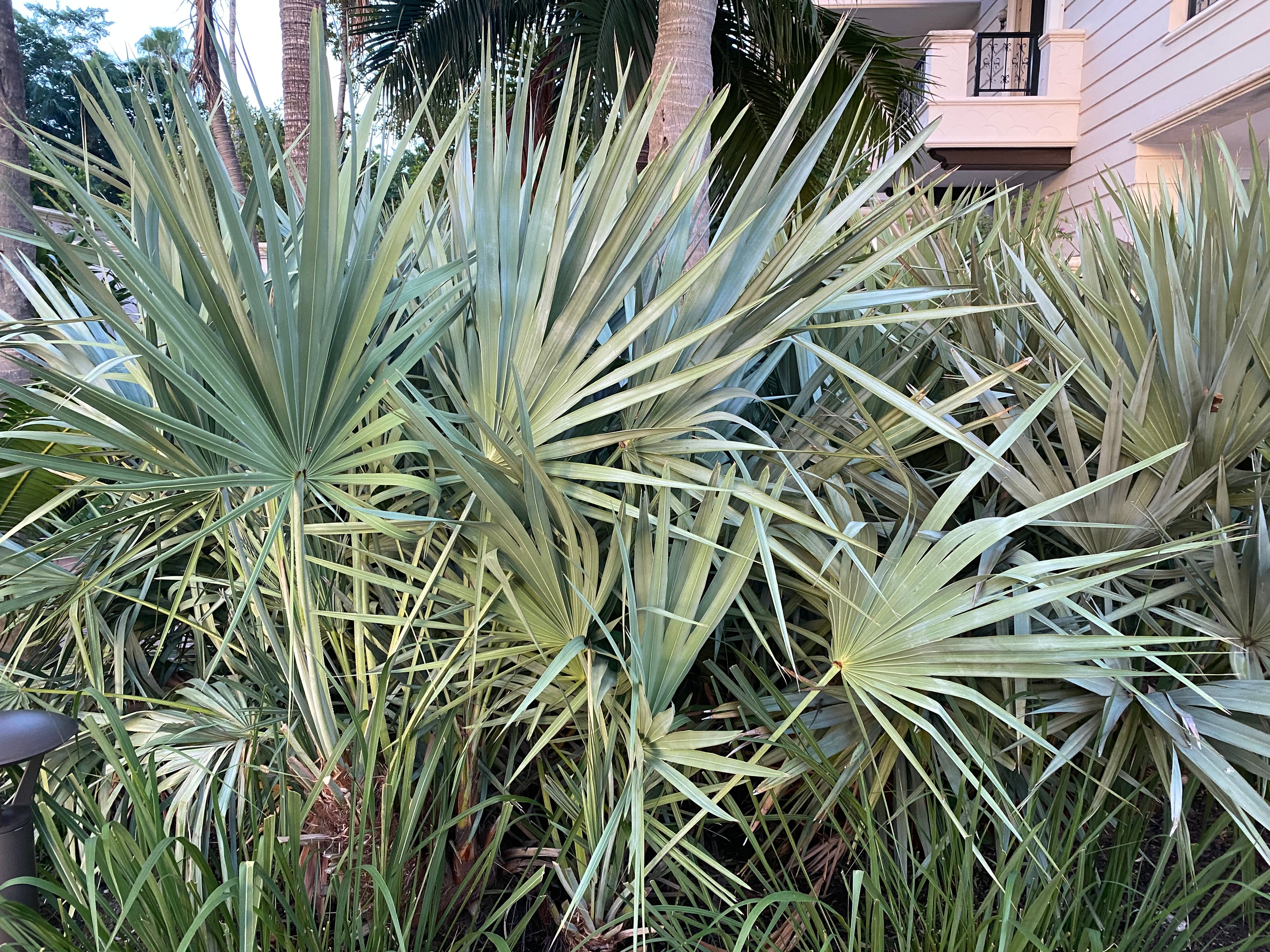 outside view of Silver Saw Palmetto, Georgia Silver