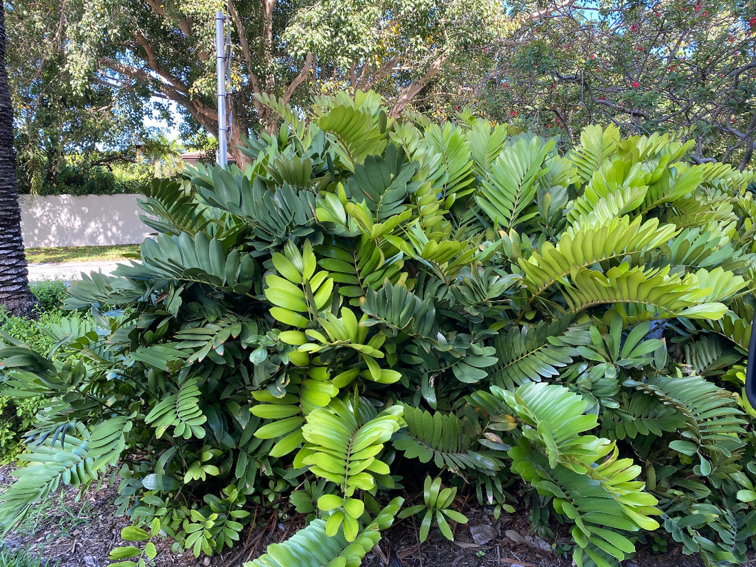 A mature Cardboard Palm Tree showcasing its lush, thick green fronds, growing outdoors