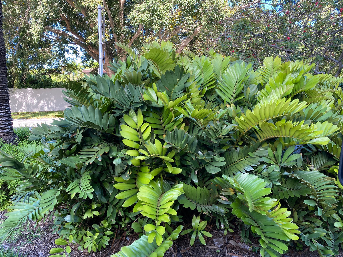 A mature Cardboard Palm Tree showcasing its lush, thick green fronds, growing outdoors
