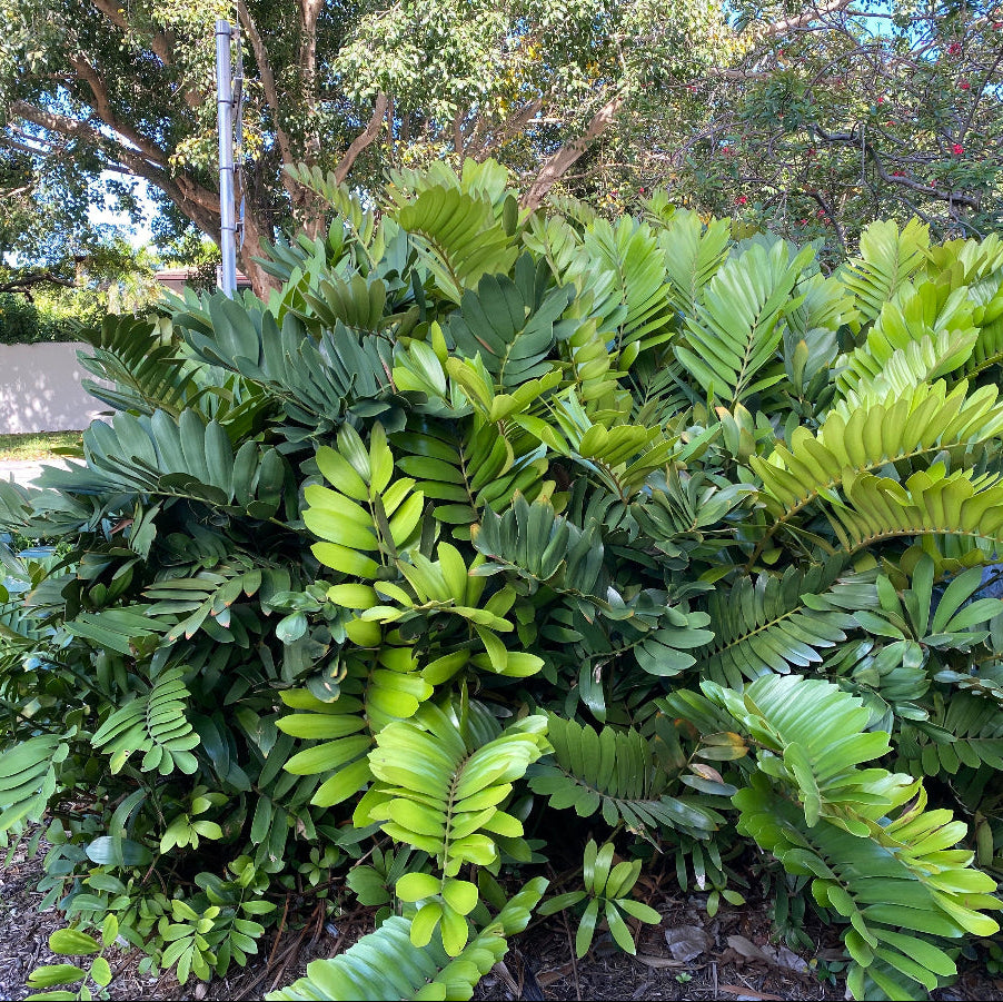 A mature Cardboard Palm Tree showcasing its lush, thick green fronds, growing outdoors